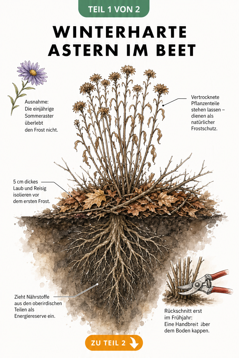 Querschnitt einer winterharten Aster im herbstlichen Beet mit Wurzelwerk und Laubschicht