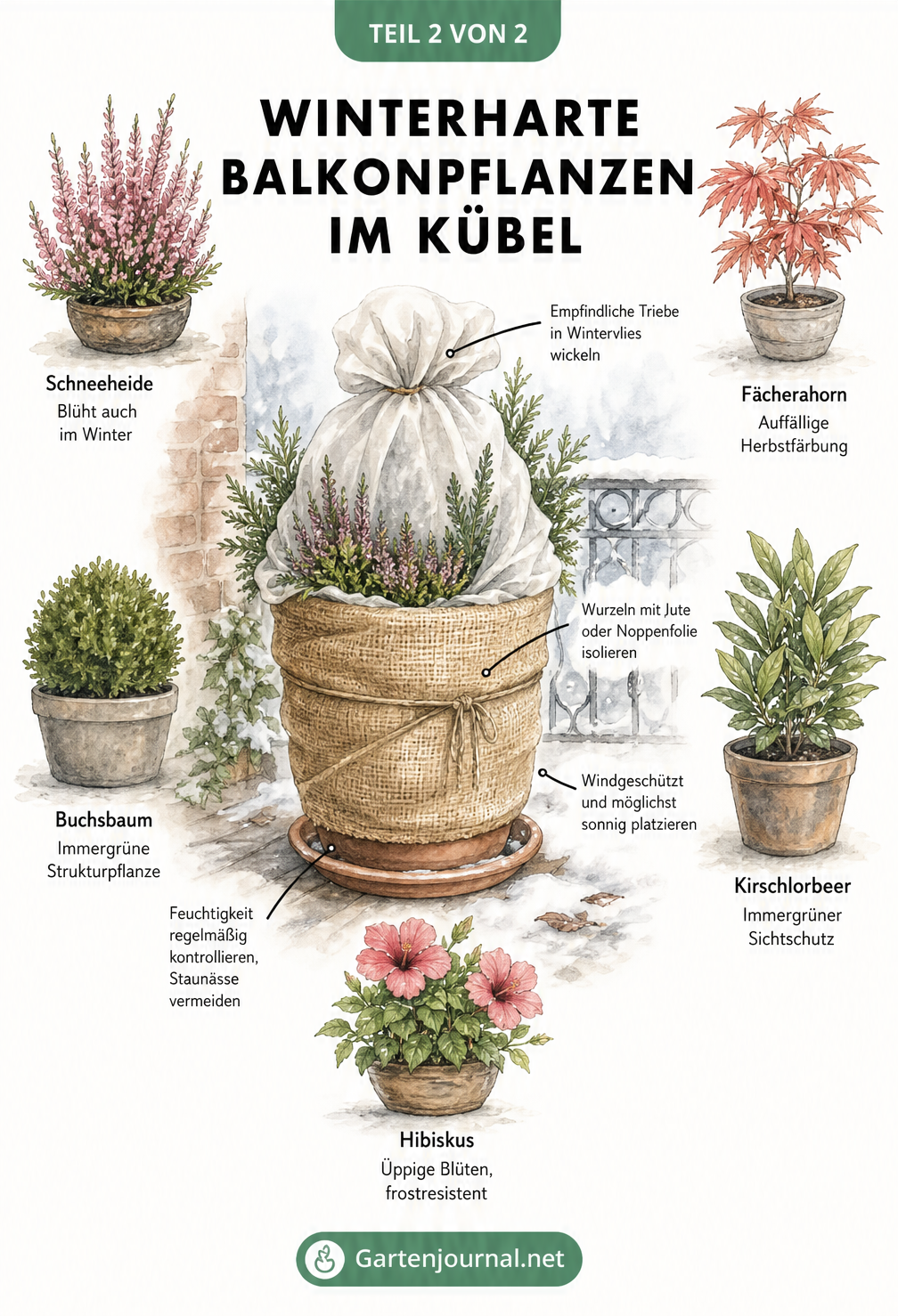 Aquarell-Illustration eines winterfest eingepackten Kübels mit fünf winterharten Balkonpflanzen