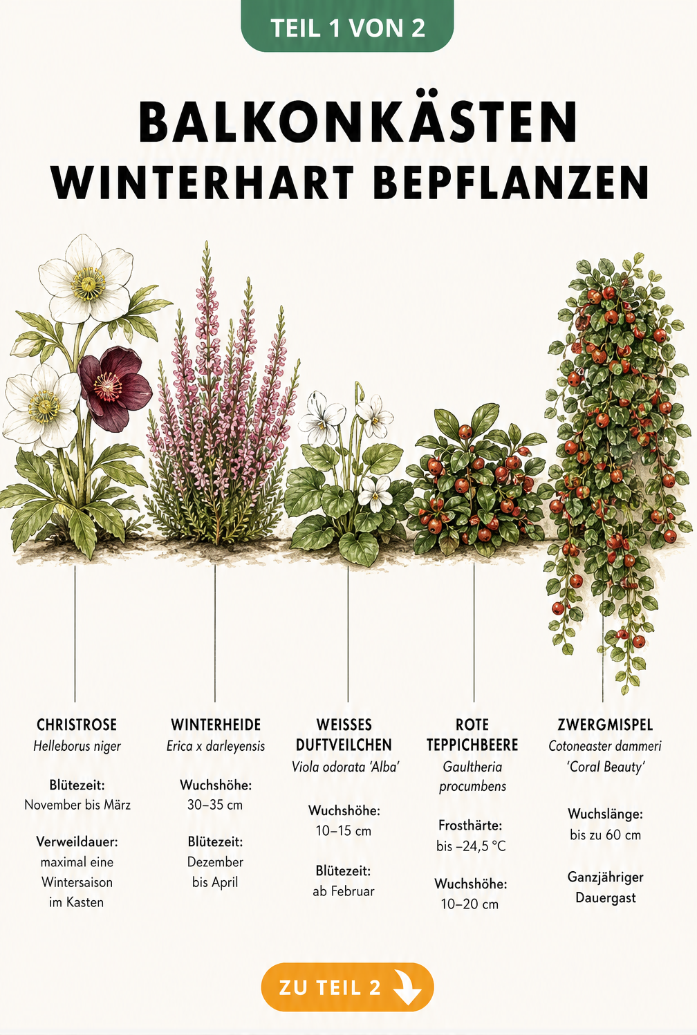 Botanische Illustration von fünf winterharten Pflanzen für den Balkonkasten: Christrose, Winterheide, Weißes Duftveilchen, Rote Teppichbeere und Zwergmispel...