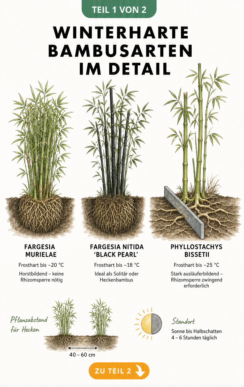 Botanische Illustration dreier winterharter Bambusarten: Fargesia murielae, Fargesia nitida 'Black Pearl' und Phyllostachys bissetii mit Wurzelquerschnitt