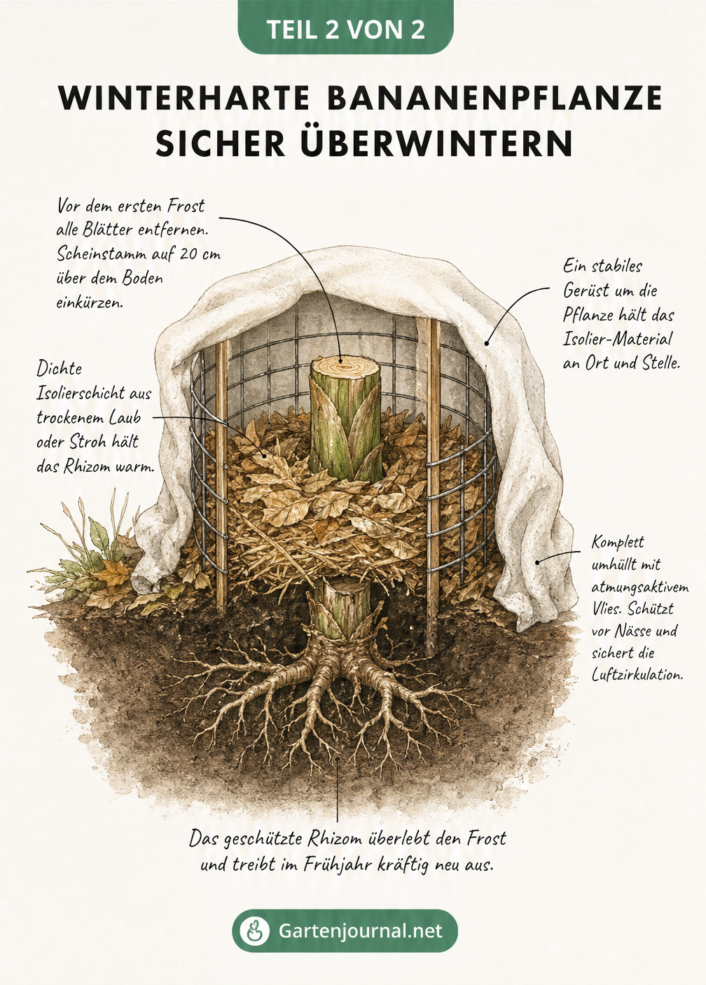 Querschnitt-Skizze einer winterharten Bananenpflanze im Freiland mit Winterschutz aus Laub, Gerüst und Vlies