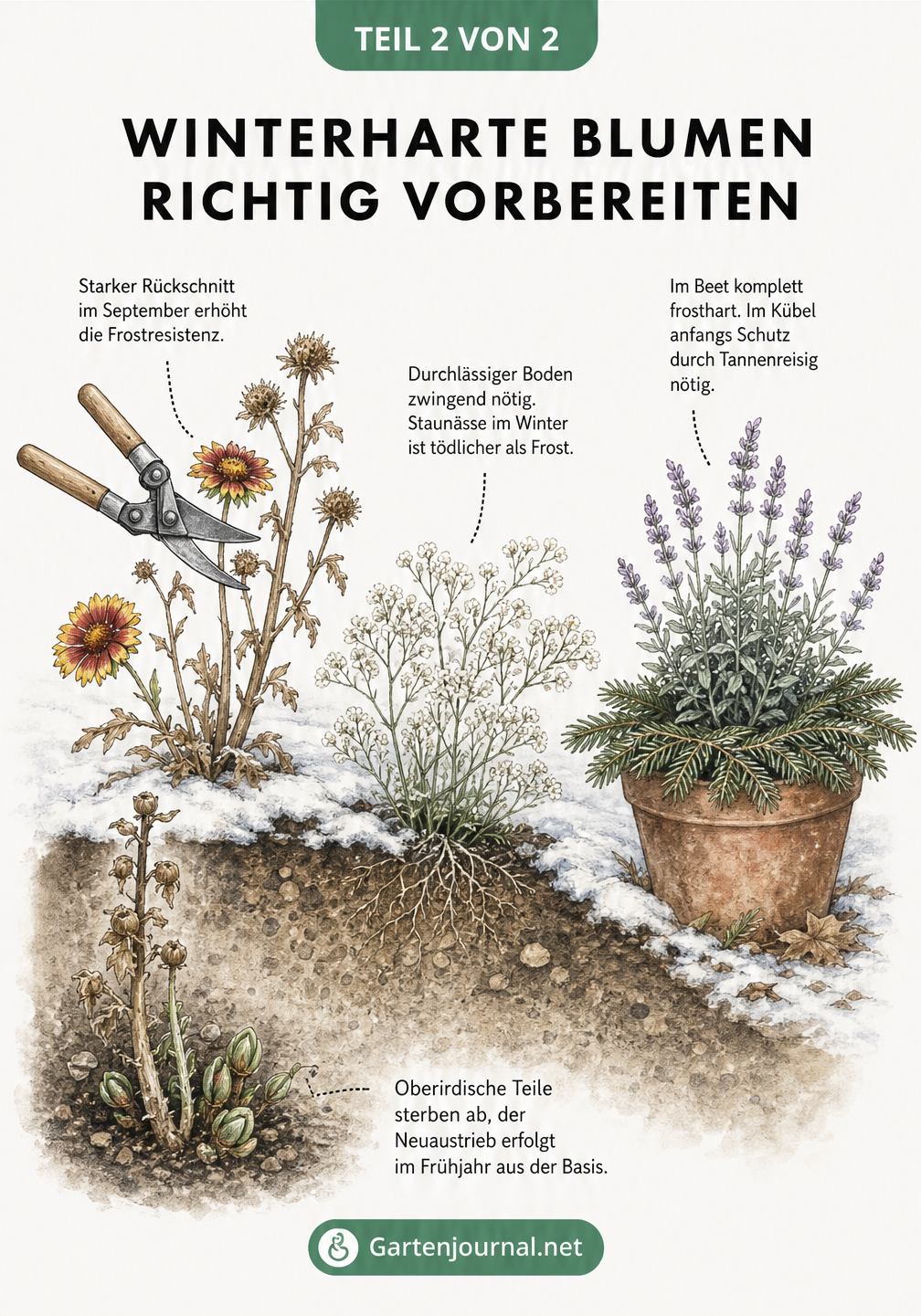 Illustrierter Querschnitt durch ein winterliches Gartenbeet und einen Terrakotta-Kübel mit Tipps zur Vorbereitung winterharter Blumen