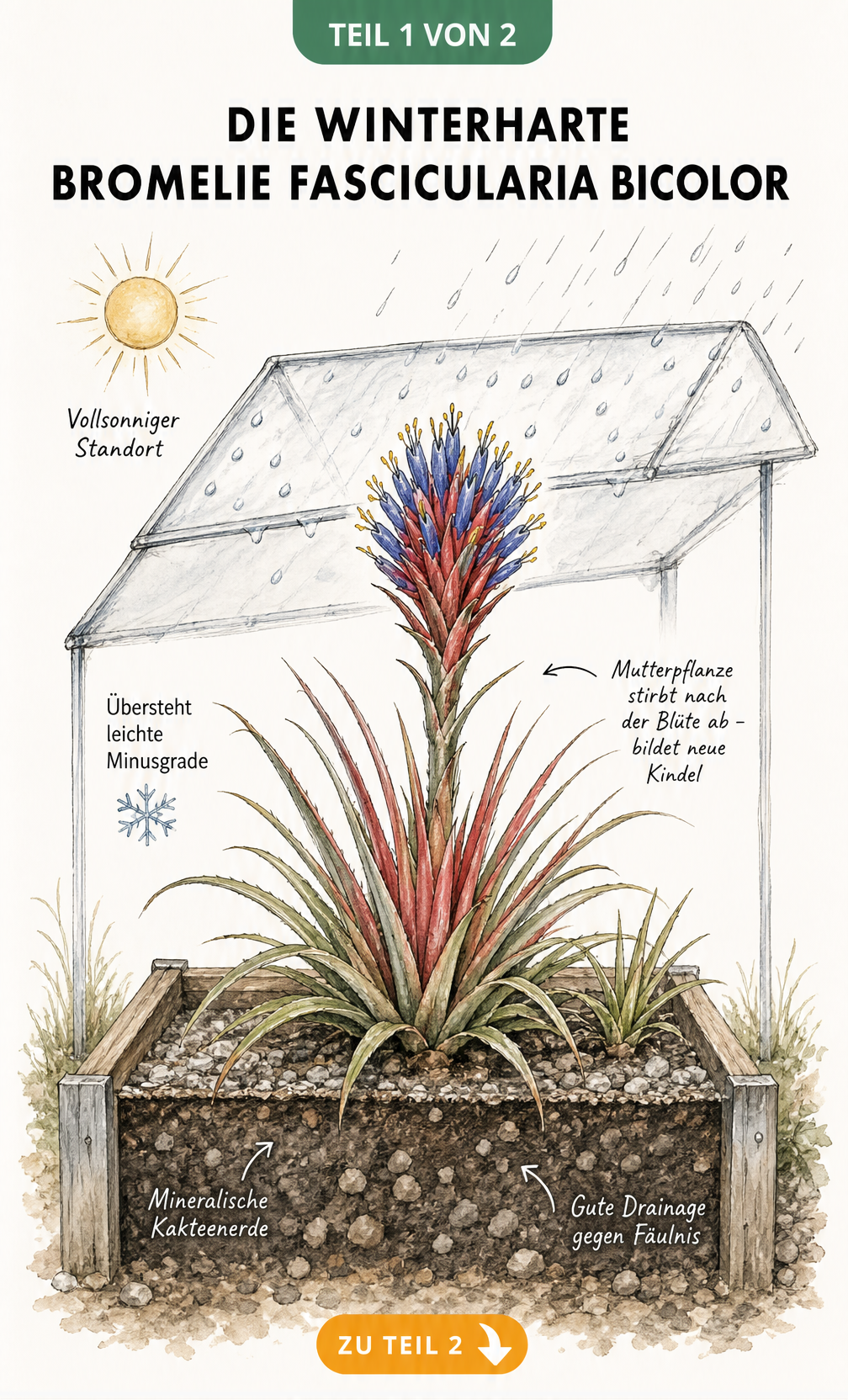 Botanische Illustration der winterharten Bromelie Fascicularia bicolor im Hochbeet mit roter Rosette und blauen Blüten