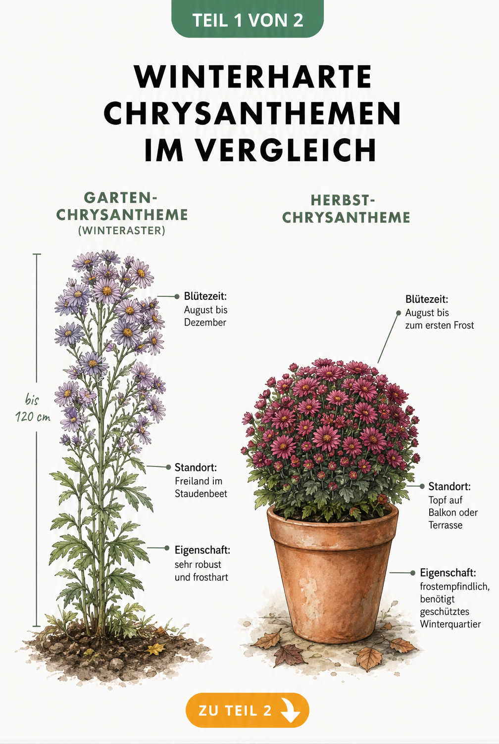 Vergleich von Garten-Chrysantheme und Herbst-Chrysantheme mit Wuchshöhe, Blütezeit und Standort