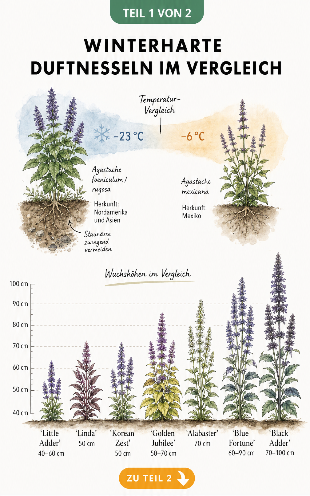 Botanische Illustration einer Temperatur-Skala und Wuchshöhen-Staffelung von sieben winterharten Duftnessel-Sorten