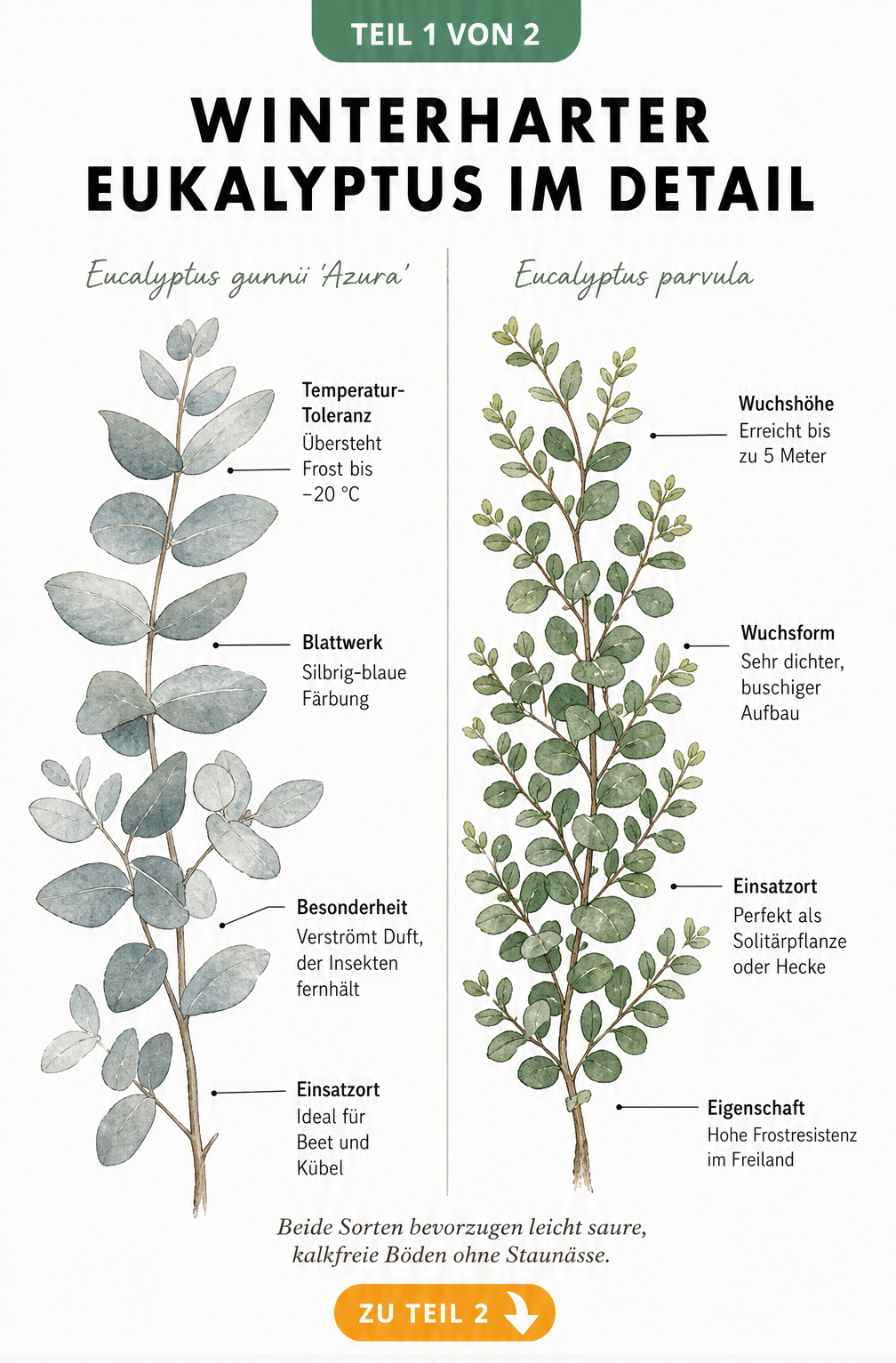 Botanische Illustration der winterharten Eukalyptus-Sorten Eucalyptus gunnii 'Azura' und Eucalyptus parvula im Vergleich