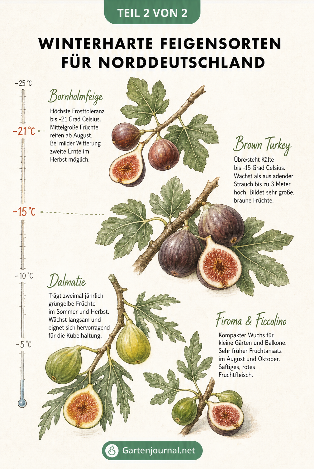 Botanische Illustration von vier winterharten Feigensorten für Norddeutschland: Bornholmfeige, Brown Turkey, Dalmatie und Firoma
