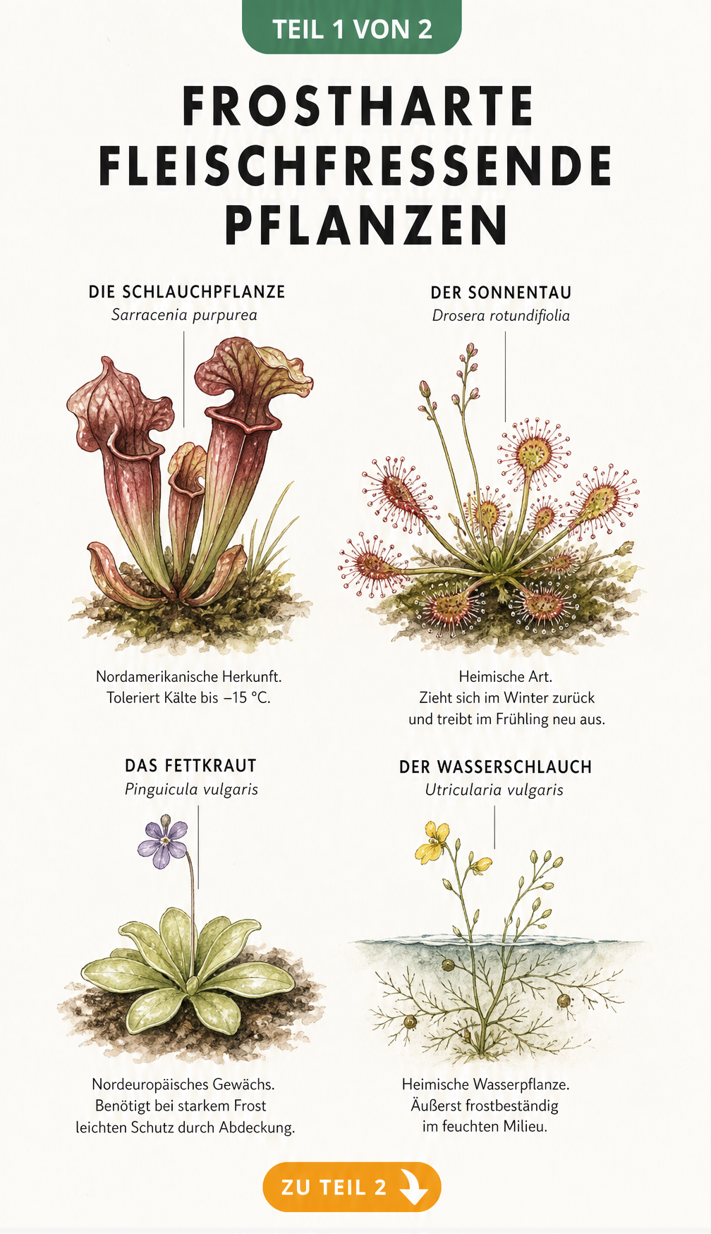 Botanische Illustration von vier winterharten fleischfressenden Pflanzen: Schlauchpflanze, Sonnentau, Fettkraut und Wasserschlauch mit Pflegehinweisen.