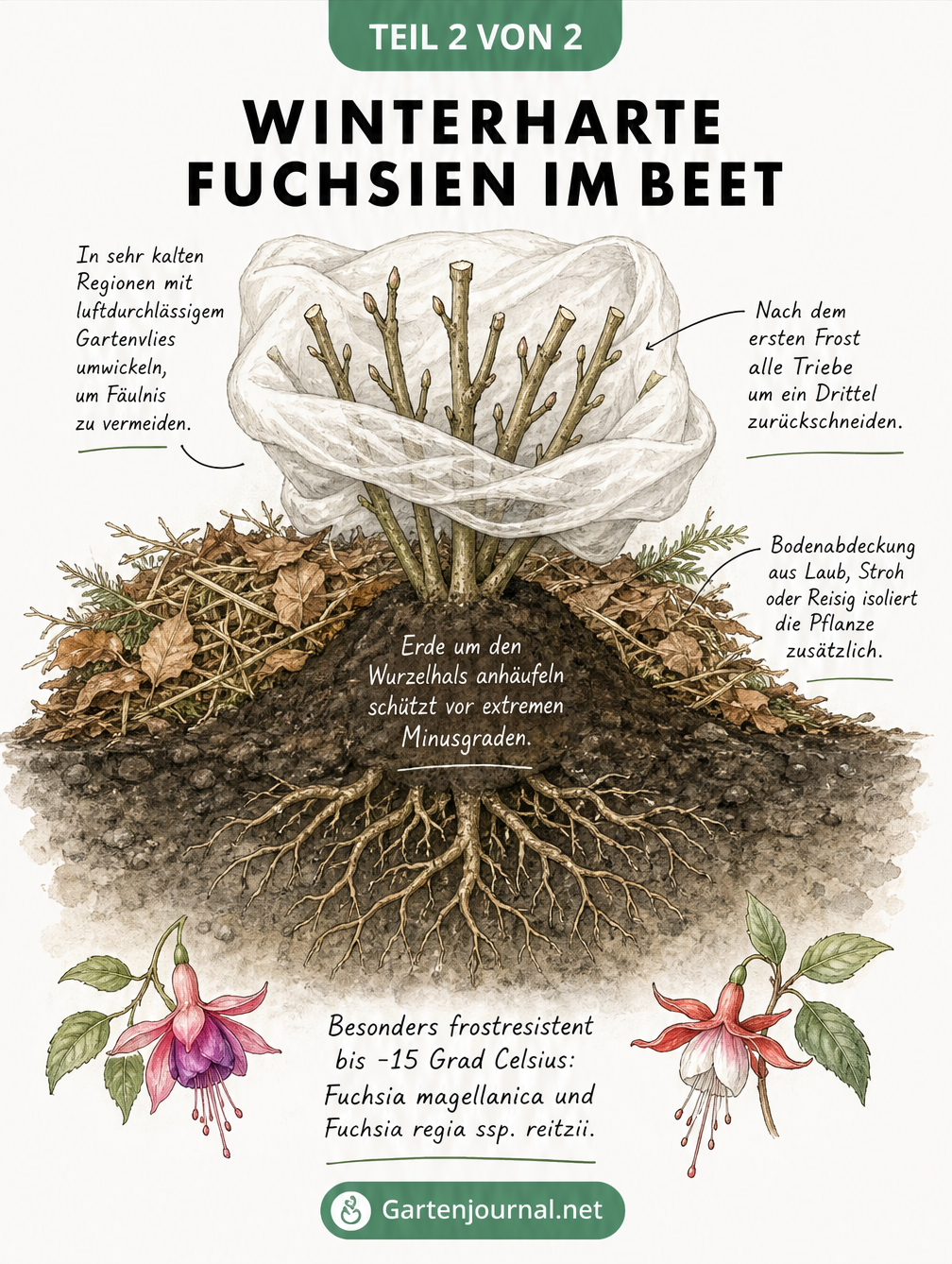 Botanische Illustration einer winterharten Fuchsie im Beet mit Winterschutz aus Erde, Laub und Vlies