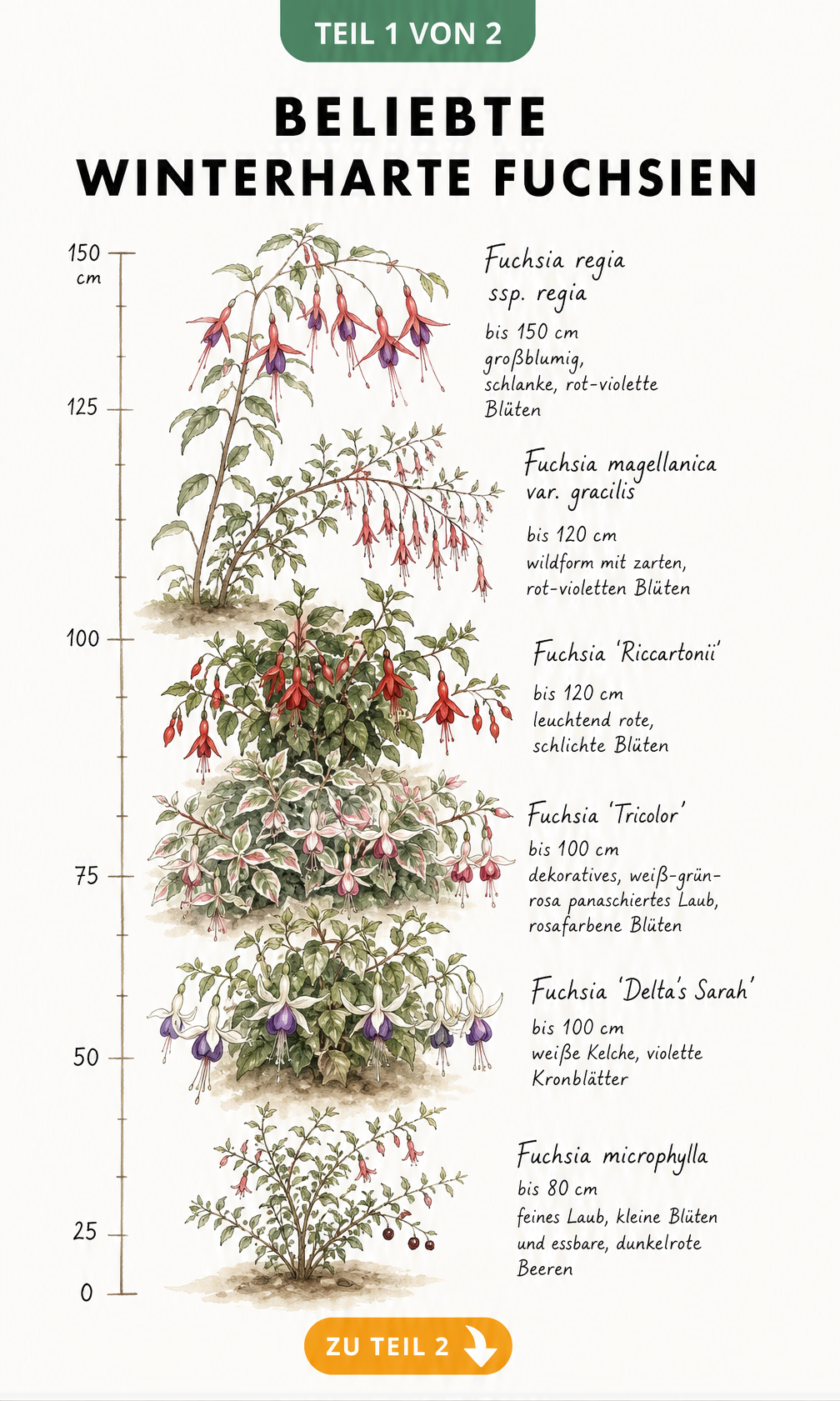 Botanische Illustration von sechs winterharten Fuchsien-Sorten mit Messskala zur Wuchshöhe