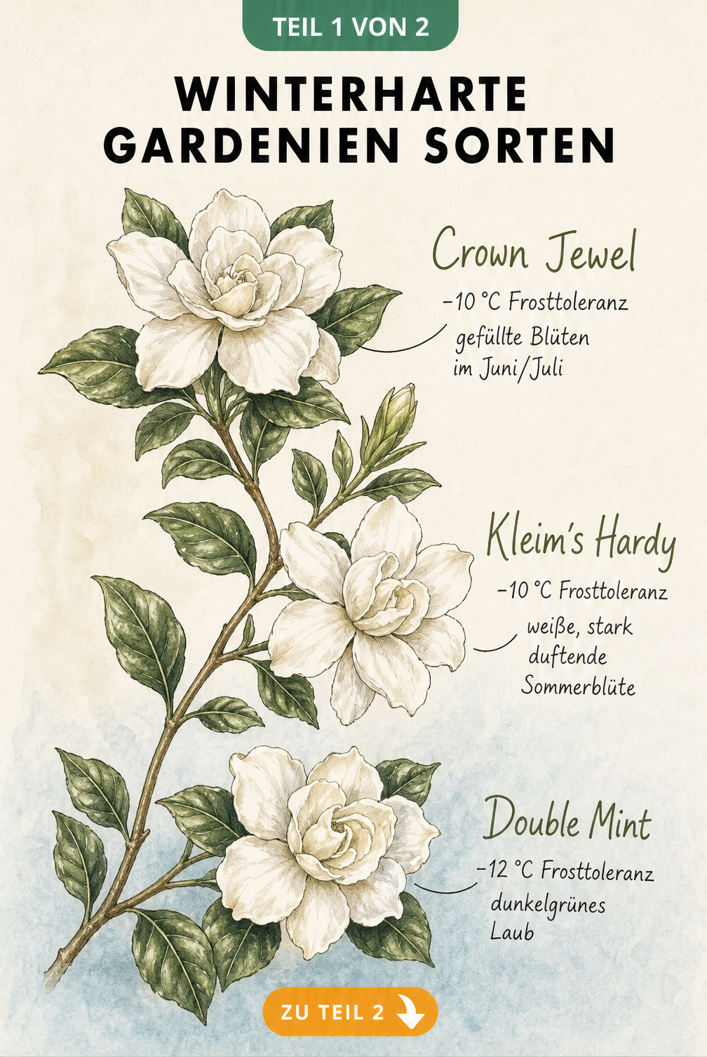 Botanische Illustration von drei winterharten Gardeniensorten: Crown Jewel, Kleim's Hardy und Double Mint mit Frosttoleranz-Angaben.