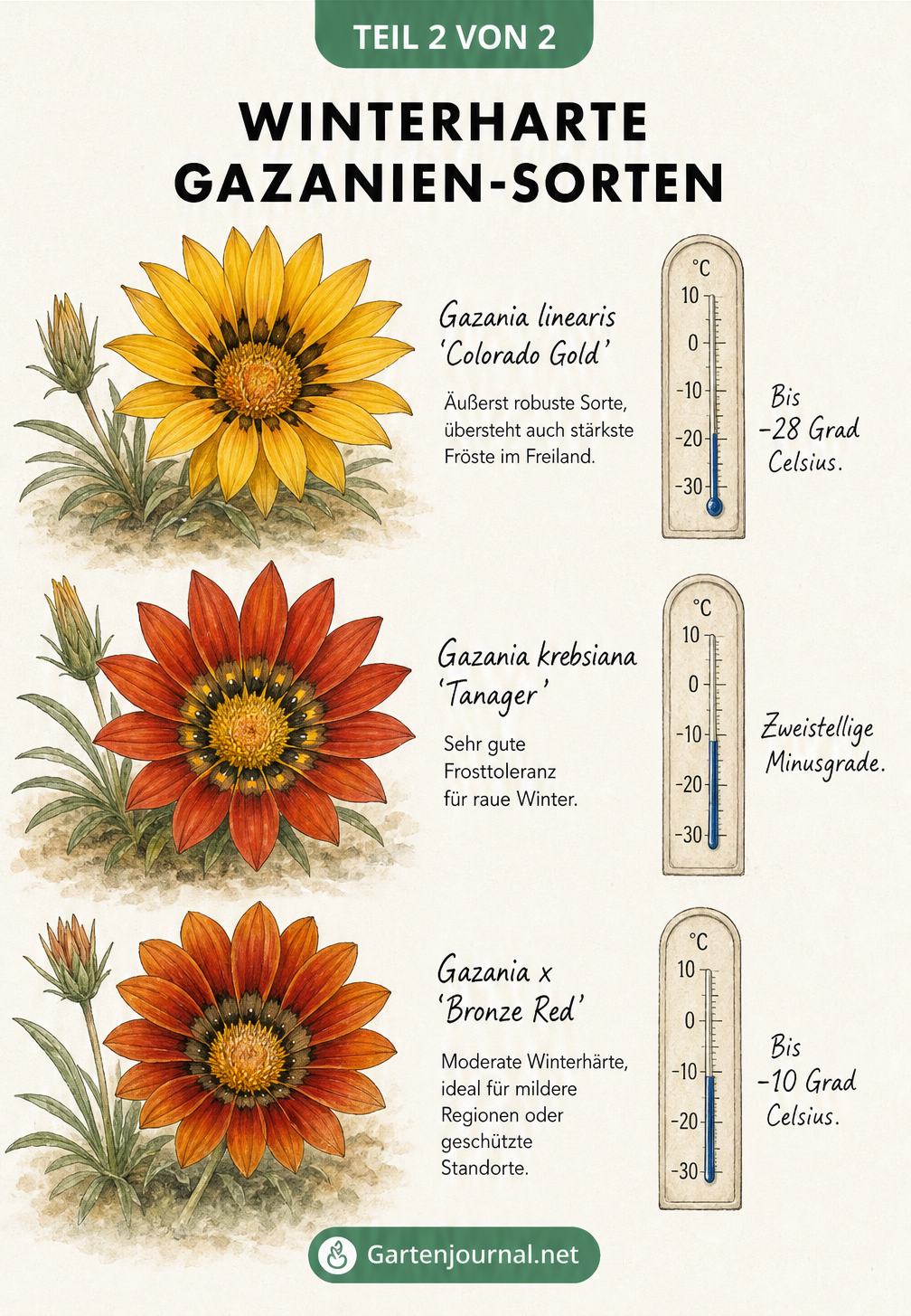 Drei winterharte Gazanien-Sorten mit Thermometern, die ihre Frosttoleranz anzeigen: Colorado Gold, Tanager und Bronze Red.