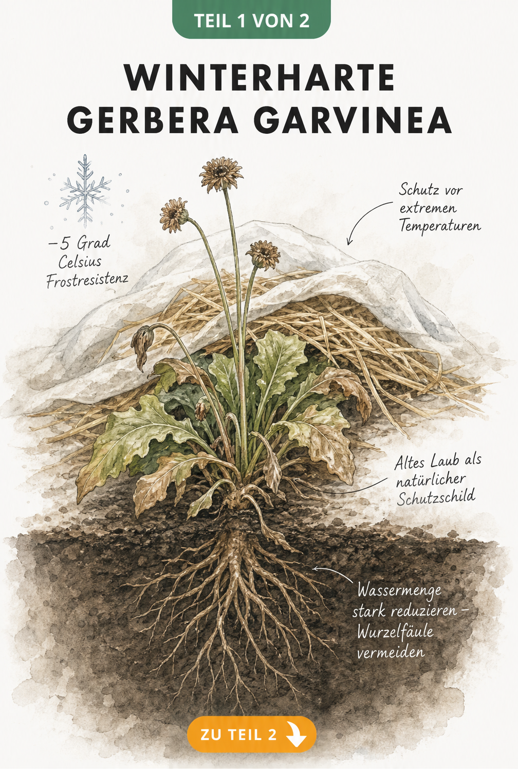 Botanische Illustration einer winterharten Gerbera Garvinea im Gartenboden mit Stroh- und Vliesabdeckung als Frostschutz