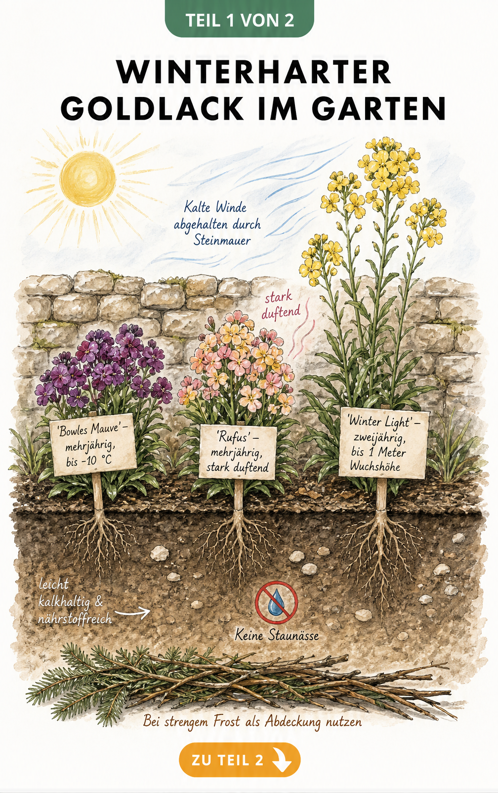 Querschnitt eines Gartenbeets mit drei winterharten Goldlack-Sorten vor einer Steinmauer