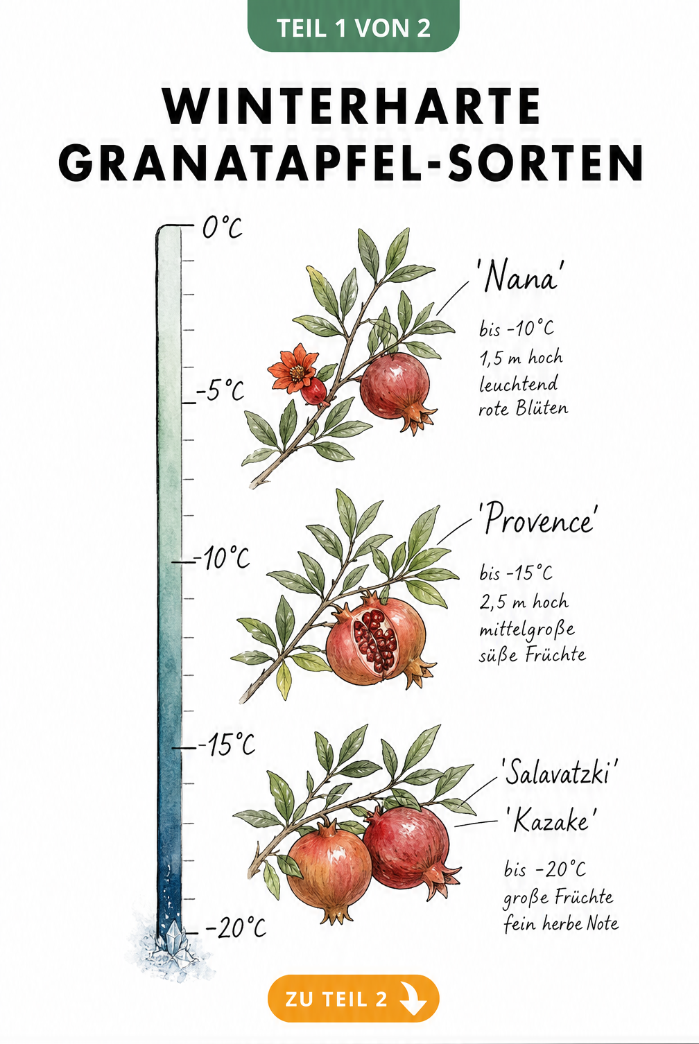 Botanische Illustration einer Frost-Skala mit den winterharten Granatapfel-Sorten Nana, Provence, Salavatzki und Kazake