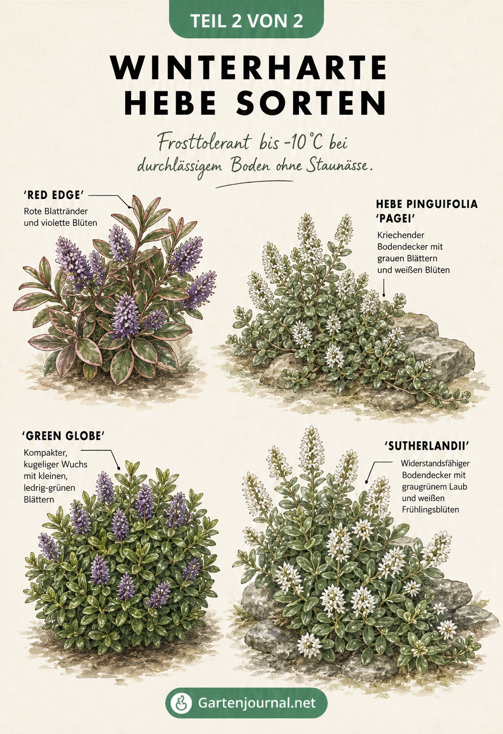 Botanische Illustration von vier winterharten Hebe-Sorten: Red Edge, Pagei, Green Globe und Sutherlandii
