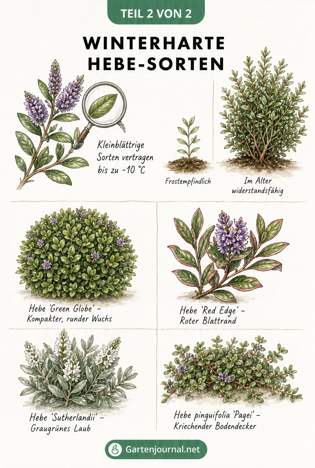 Botanische Zeichnung von vier winterharten Hebe-Sorten: Green Globe, Red Edge, Sutherlandii und Pagei mit ihren Merkmalen.