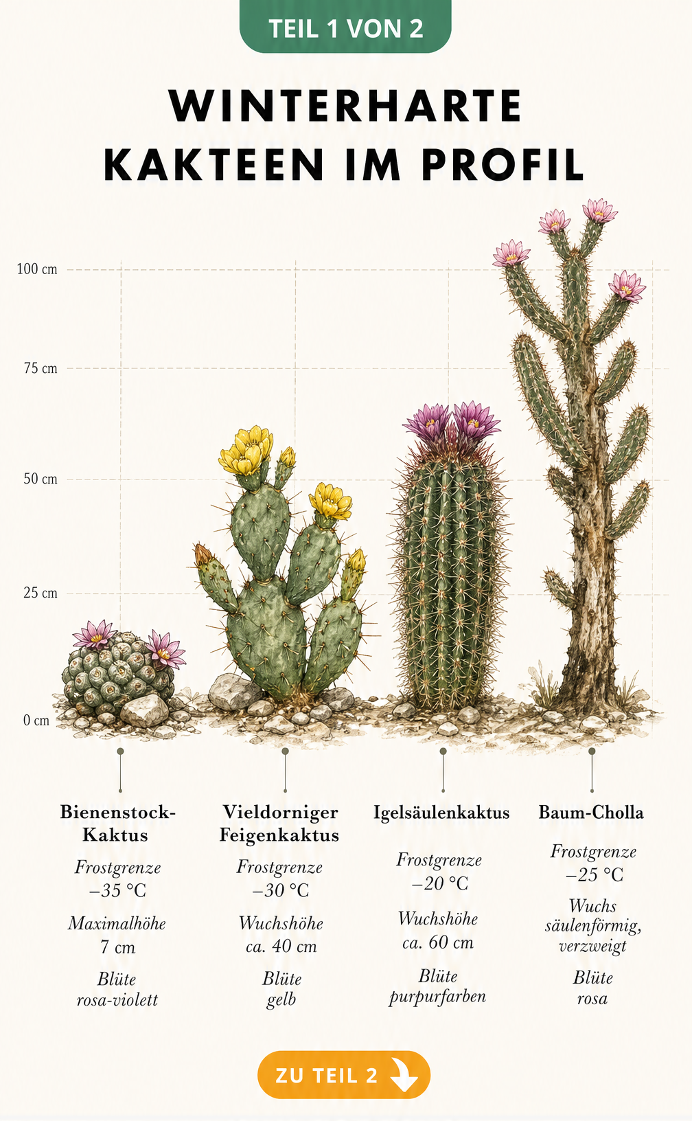 Botanische Illustration von vier winterharten Kakteenarten mit Angaben zu Frostgrenze, Wuchshöhe und Blütenfarbe