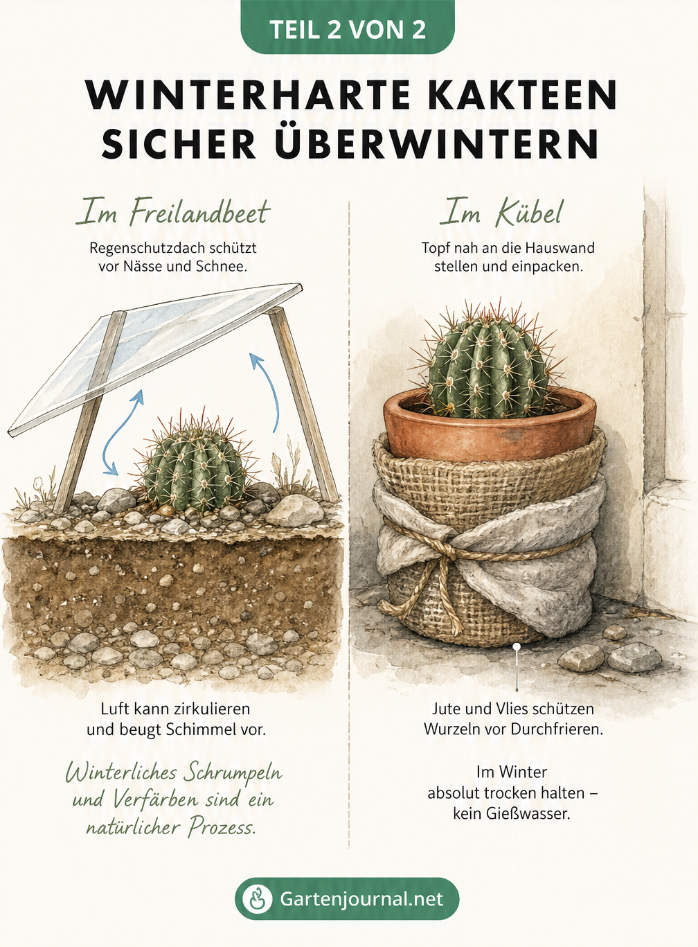 Schnittzeichnung zum Winterschutz von Kakteen im Freilandbeet mit Regenschutzdach und im Kübel mit Jute und Vlies