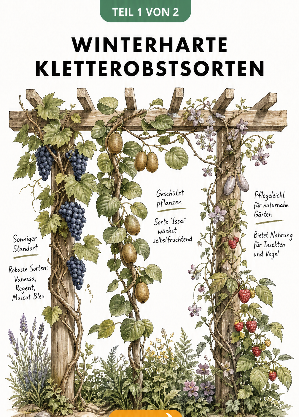 Botanische Illustration einer Holzpergola mit winterharten Kletterobstsorten wie Weintraube, Kiwi und Akebie