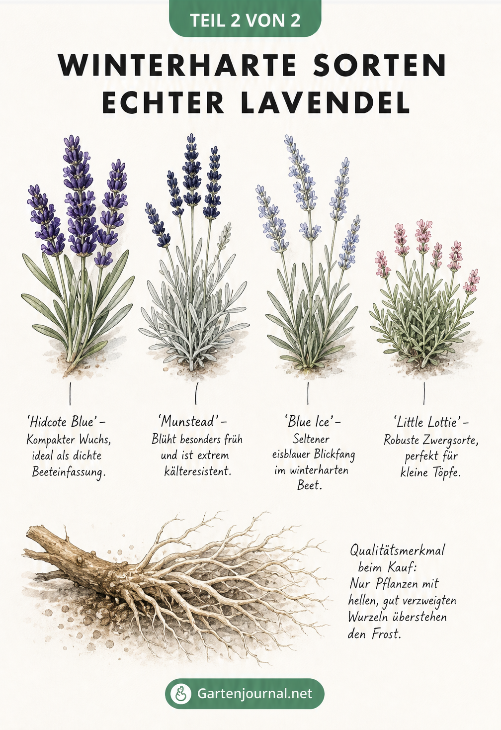 Herbarium-Tafel mit vier winterharten Lavendelsorten: Hidcote Blue, Munstead, Blue Ice und Little Lottie