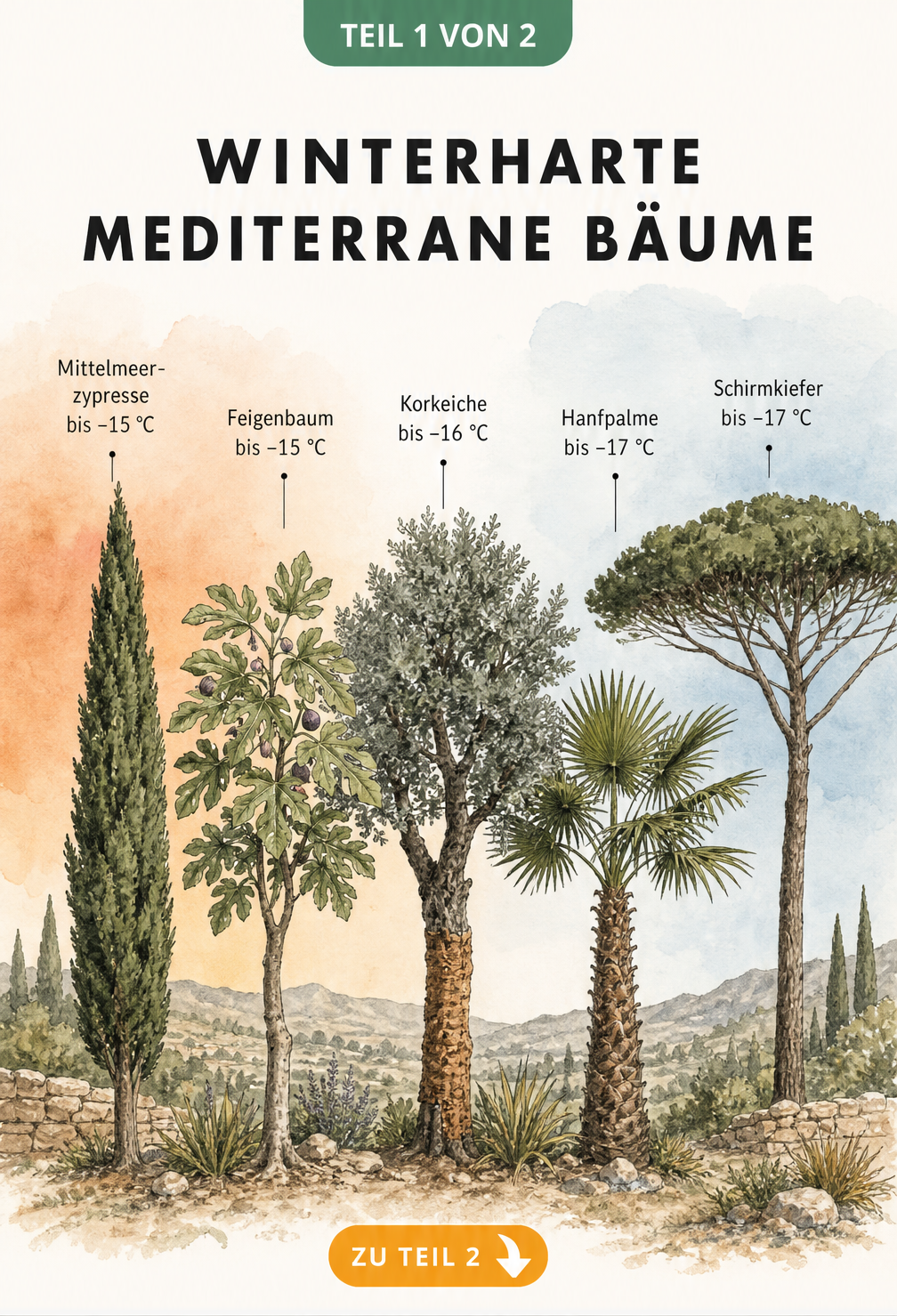 Illustration von fünf winterharten mediterranen Bäumen mit ihren Frostgrenzen: Mittelmeerzypresse, Feigenbaum, Korkeiche, Hanfpalme und Schirmkiefer