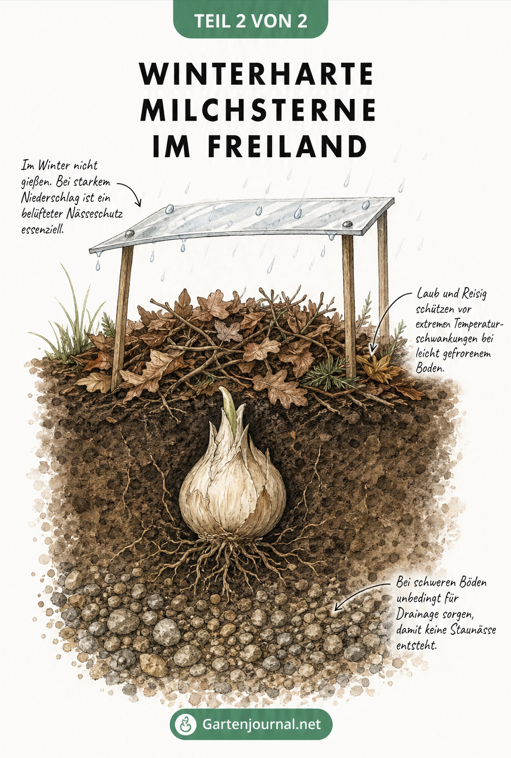 Erdprofil mit einer Milchstern-Zwiebel über einer Drainageschicht, abgedeckt mit Herbstlaub und einem kleinen Regendach.