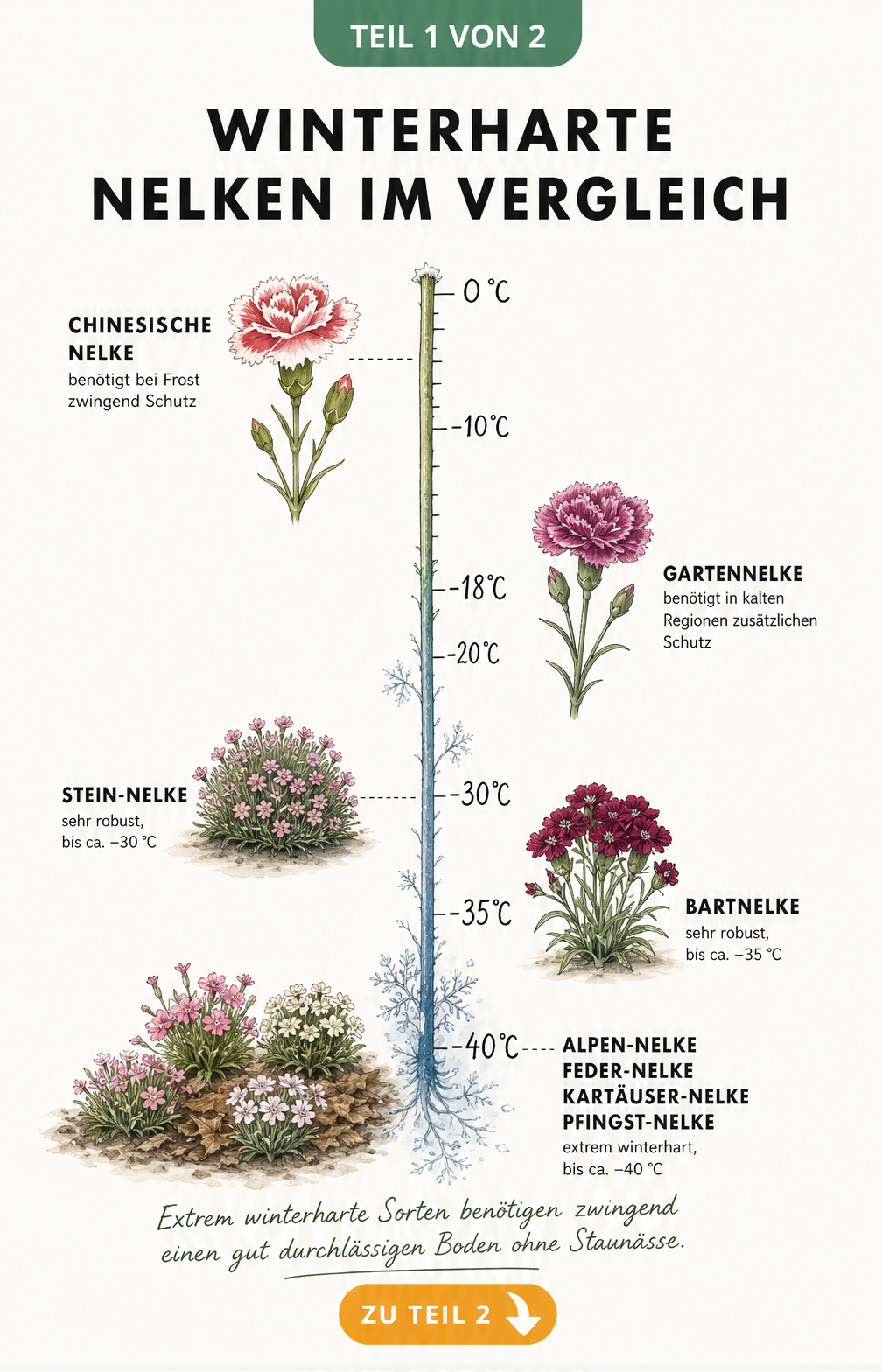 Botanische Illustration verschiedener Nelkenarten auf einer Temperaturskala, die ihre Frosttoleranz von 0 bis minus 40 Grad Celsius zeigt.