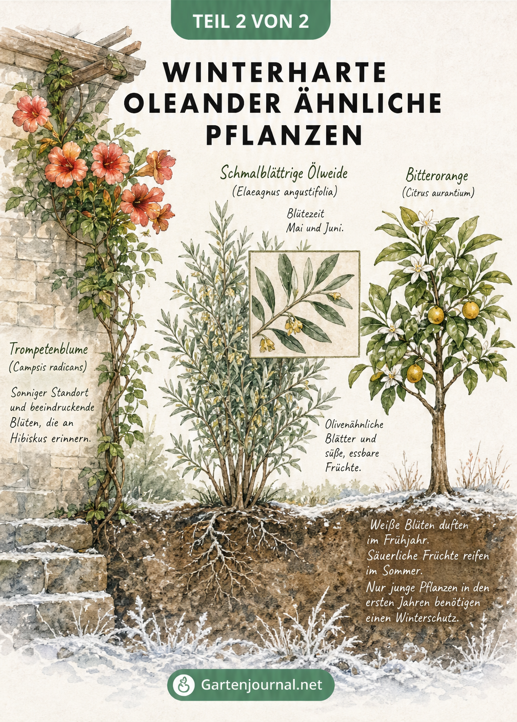 Aquarell-Illustration winterharter Oleander-Alternativen wie Trompetenblume, Schmalblättrige Ölweide und Bitterorange