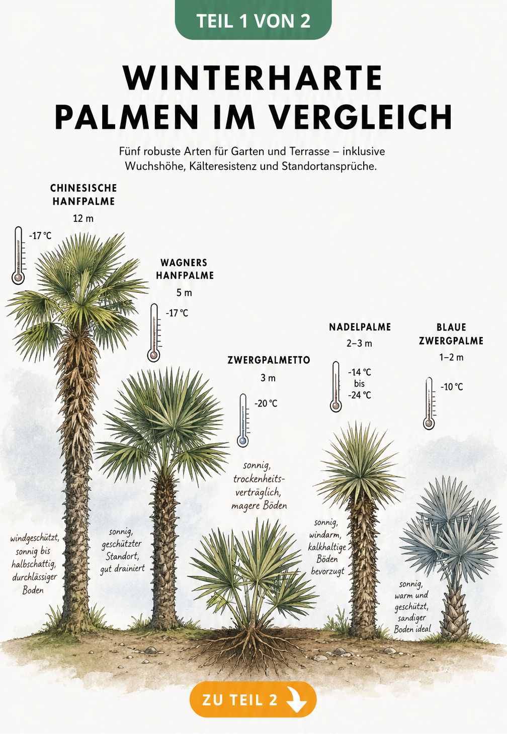 Botanische Illustration von fünf winterharten Palmenarten mit Größenvergleich und Frosttoleranz