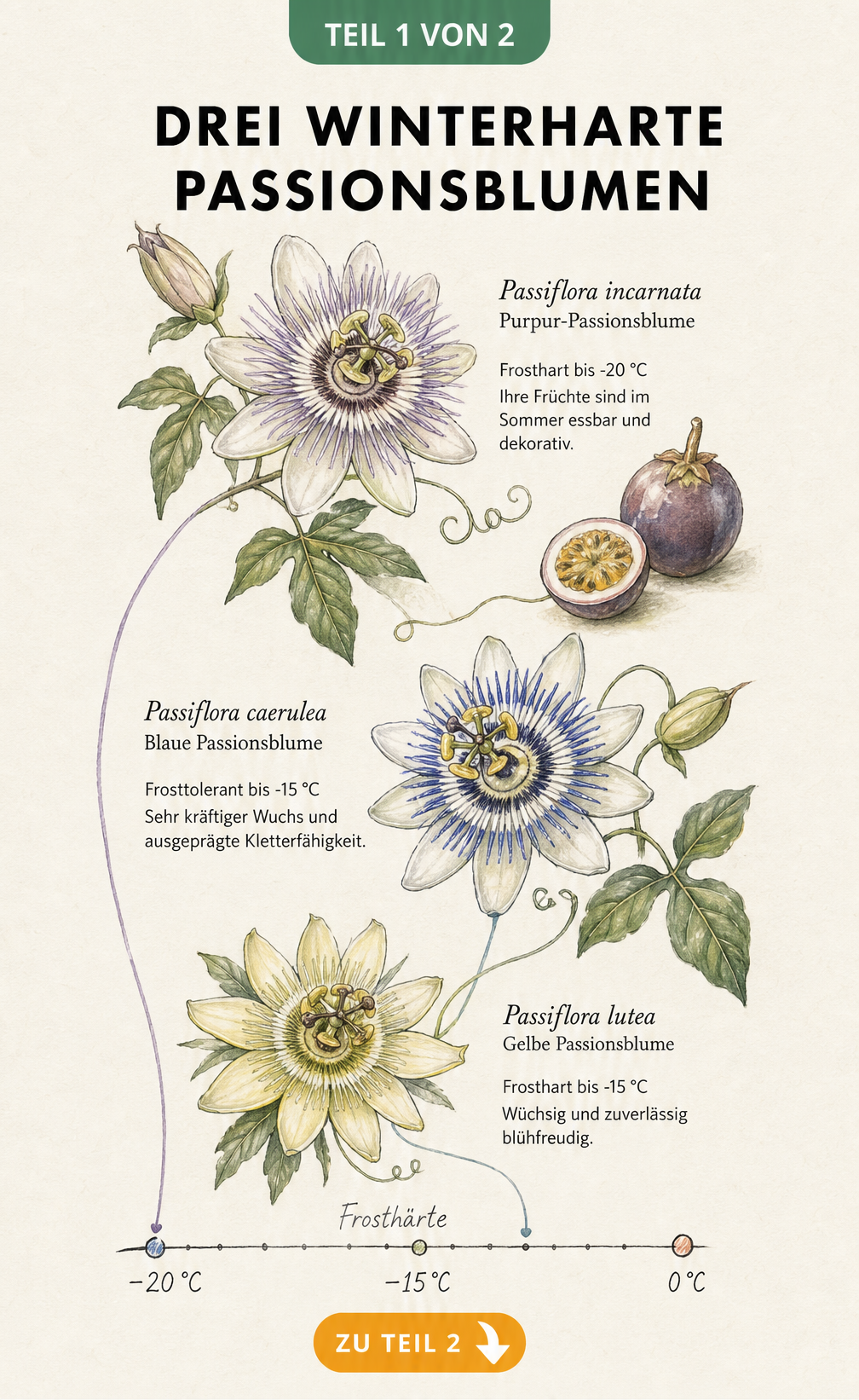 Botanische Illustration von drei winterharten Passionsblumen: Passiflora incarnata, caerulea und lutea mit Temperaturskala