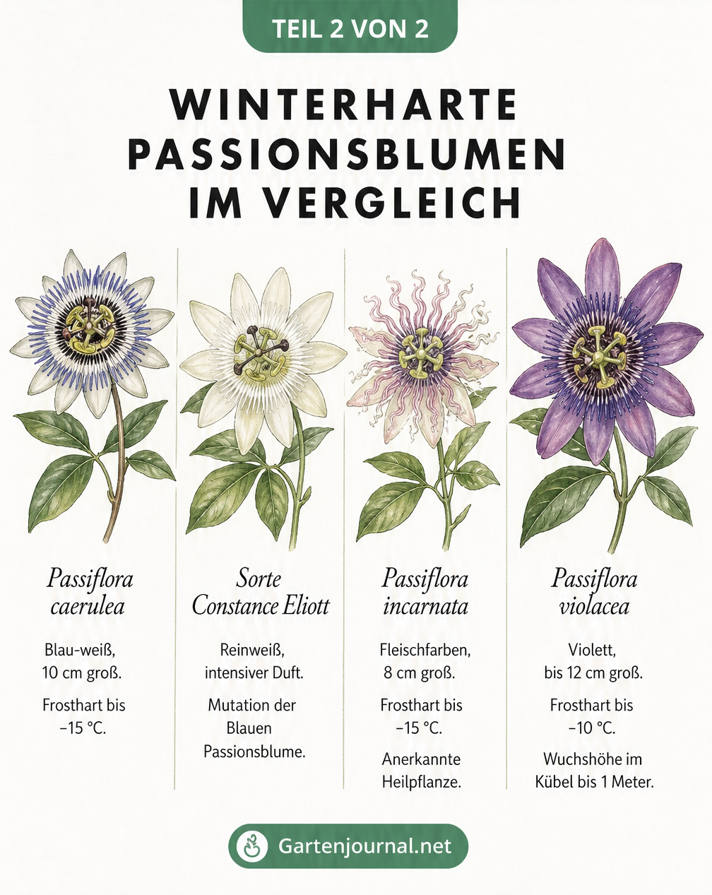 Aquarell-Vergleich von vier winterharten Passionsblumen-Blüten mit botanischen Namen und Frosthärte