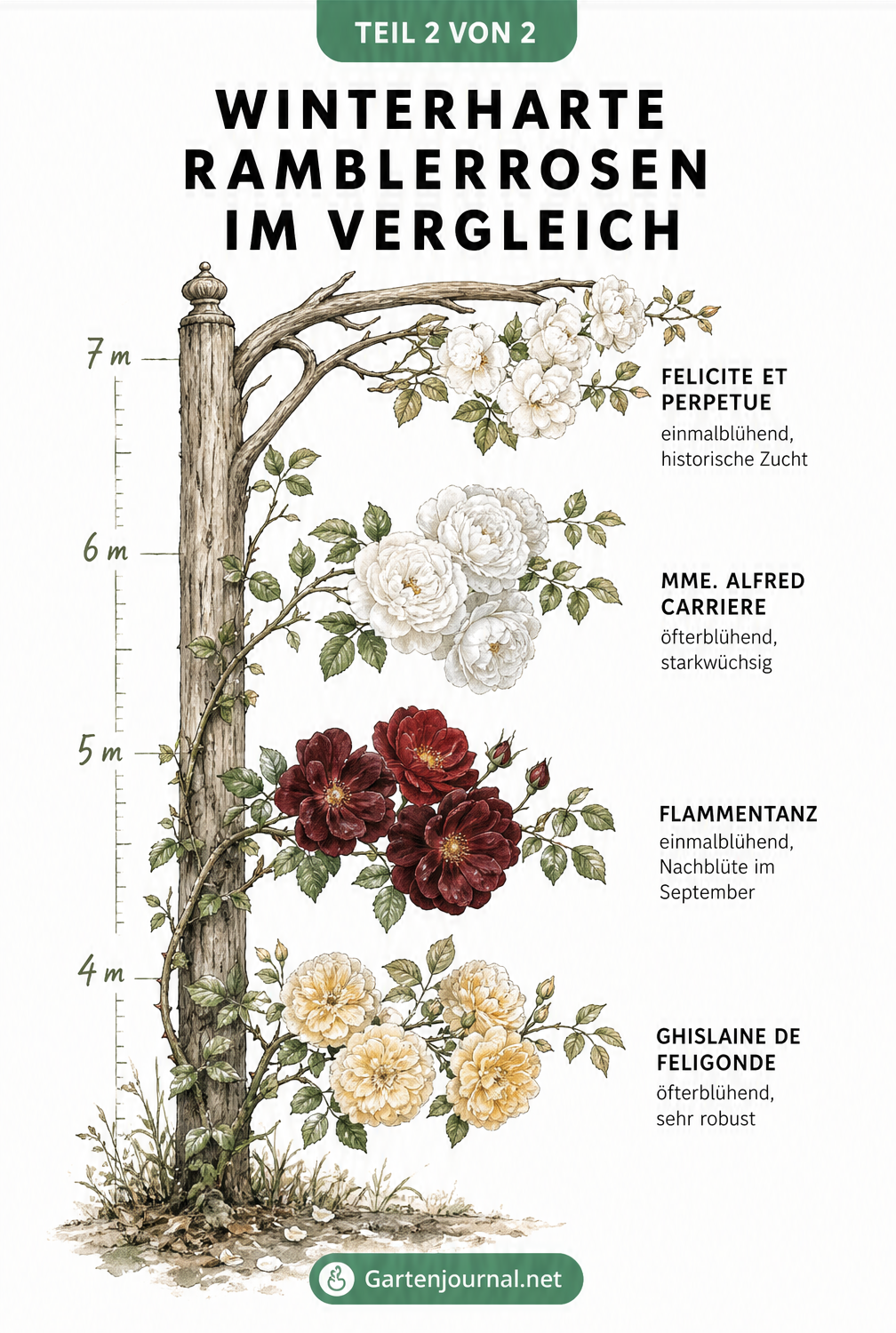 Höhenskala mit vier winterharten Ramblerrosen-Sorten und ihren Blüten