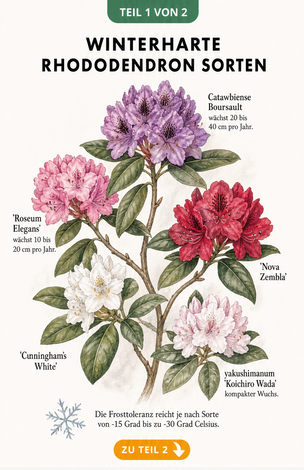 Botanische Illustration von fuenf winterharten Rhododendron-Sorten mit Blueten in Lila, Rosa, Rot und Weiss
