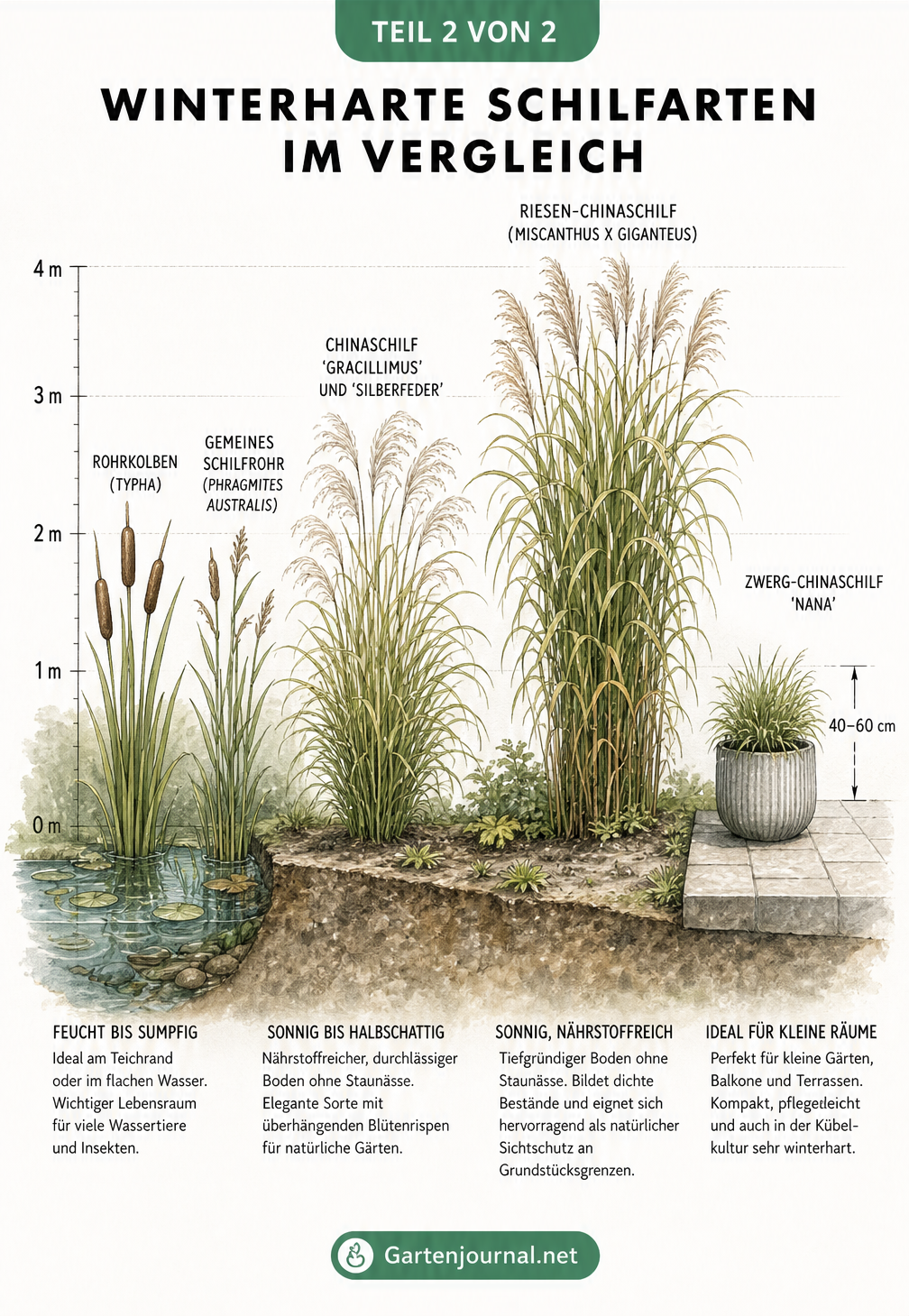 Querschnitt einer Gartenlandschaft mit verschiedenen Schilfarten: Rohrkolben am Teich, Chinaschilf im Staudenbeet, Riesen-Chinaschilf als Sichtschutz und...