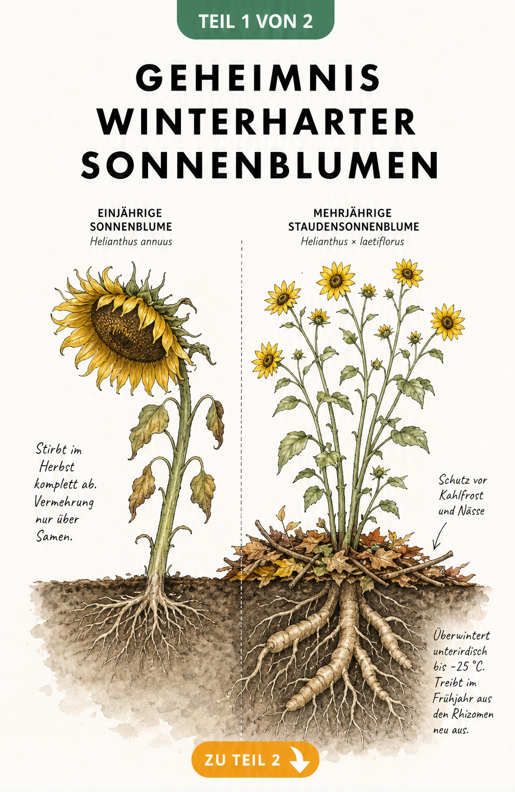 Querschnitt durch das Erdreich mit Vergleich einer einjährigen und einer mehrjährigen winterharten Sonnenblume
