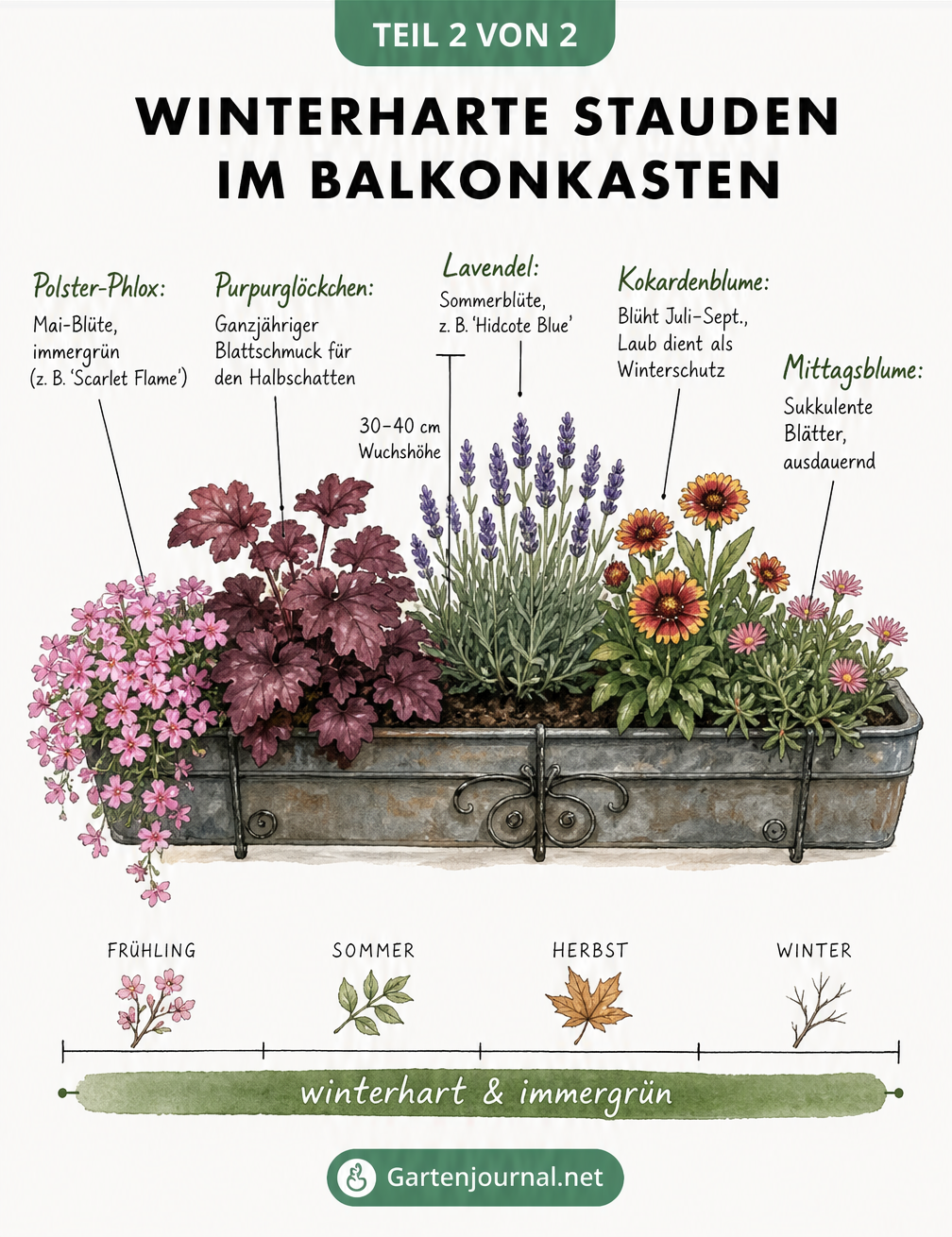 Skizze eines bepflanzten Balkonkastens mit winterharten Stauden wie Polster-Phlox, Purpurglöckchen, Lavendel, Kokardenblume und Mittagsblume.