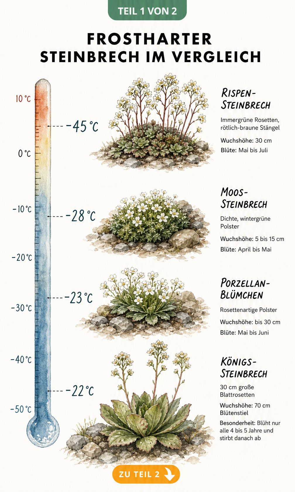 Botanische Illustration von vier winterharten Steinbrech-Arten mit Temperaturskala zur Frosttoleranz