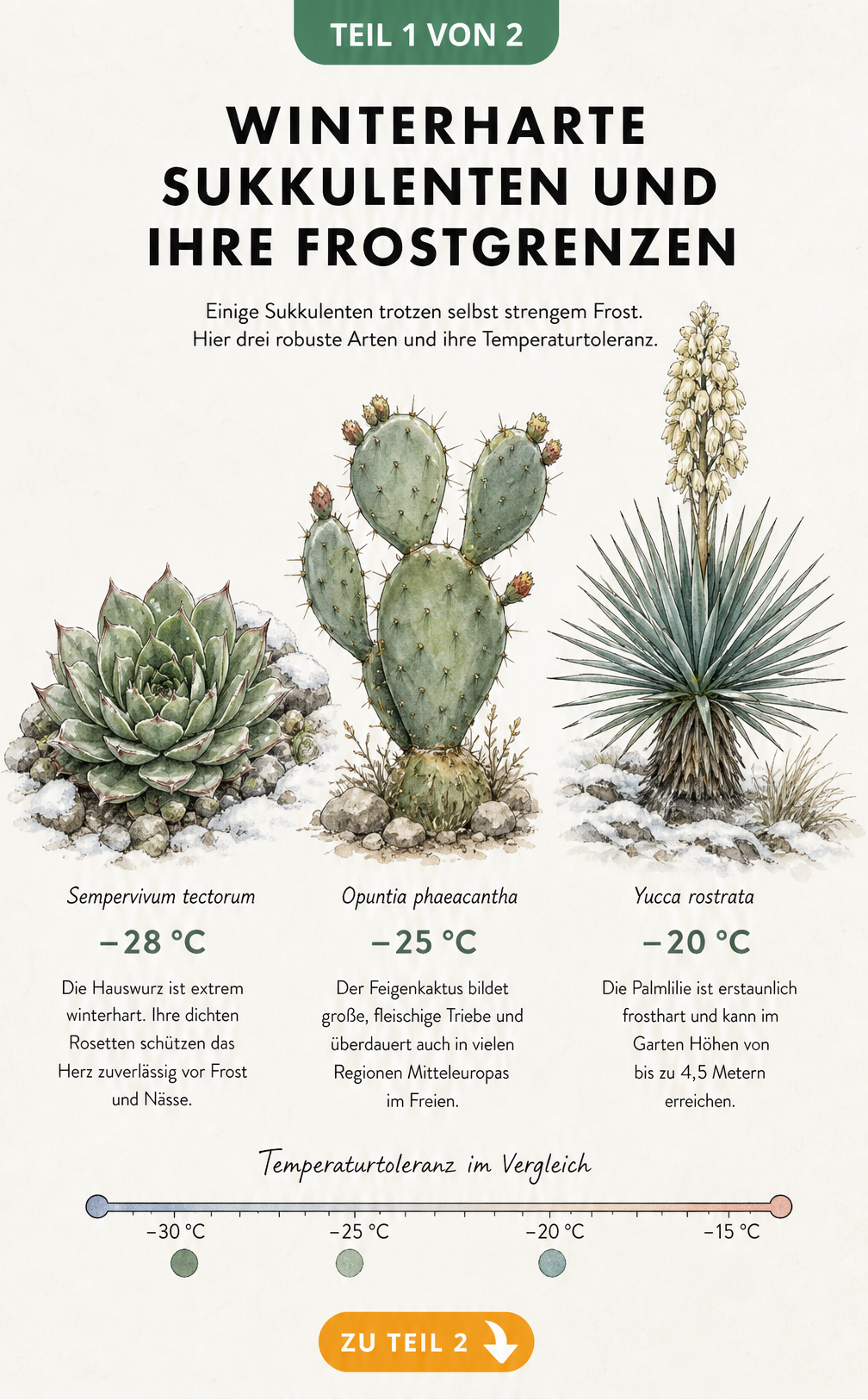 Botanische Illustration von drei winterharten Sukkulenten mit ihren Frostgrenzen: Sempervivum tectorum, Opuntia phaeacantha und Yucca rostrata.