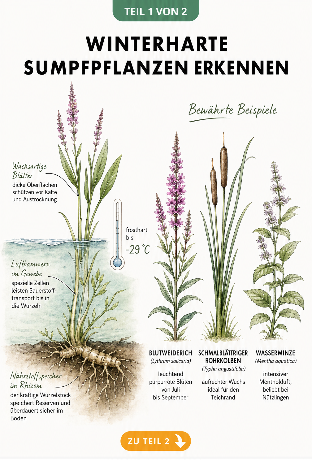 Botanische Illustration einer winterharten Sumpfpflanze mit Wurzelstock, Luftkammern und wachsartigen Blättern sowie drei Beispielen: Blutweiderich, Rohrkolben...