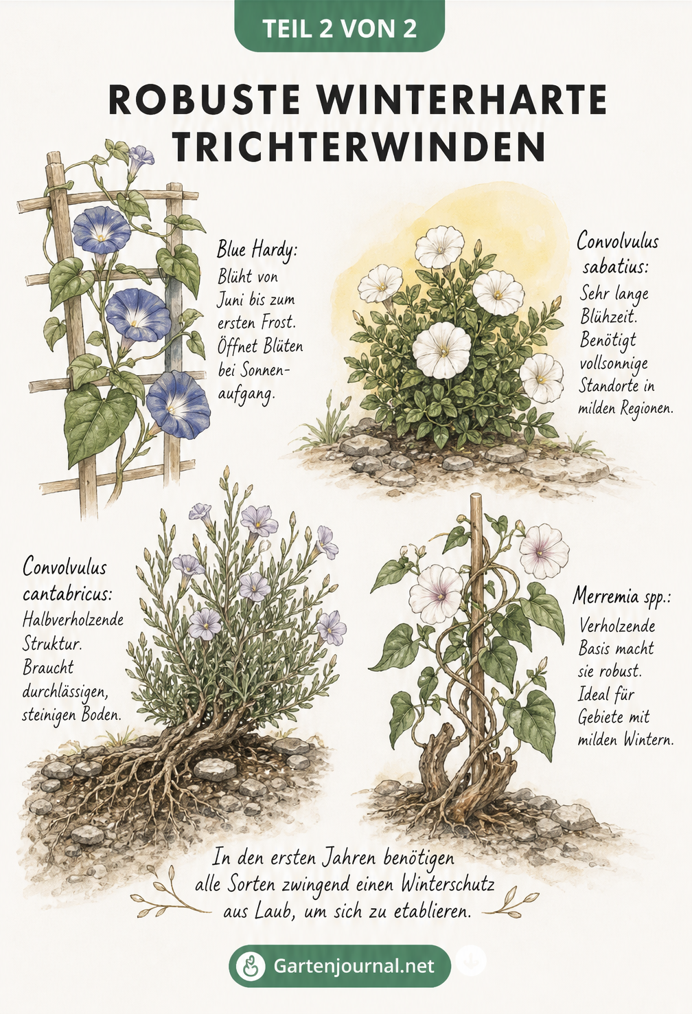 Botanische Illustration von vier winterharten Trichterwinden-Sorten mit ihren Wuchsmerkmalen
