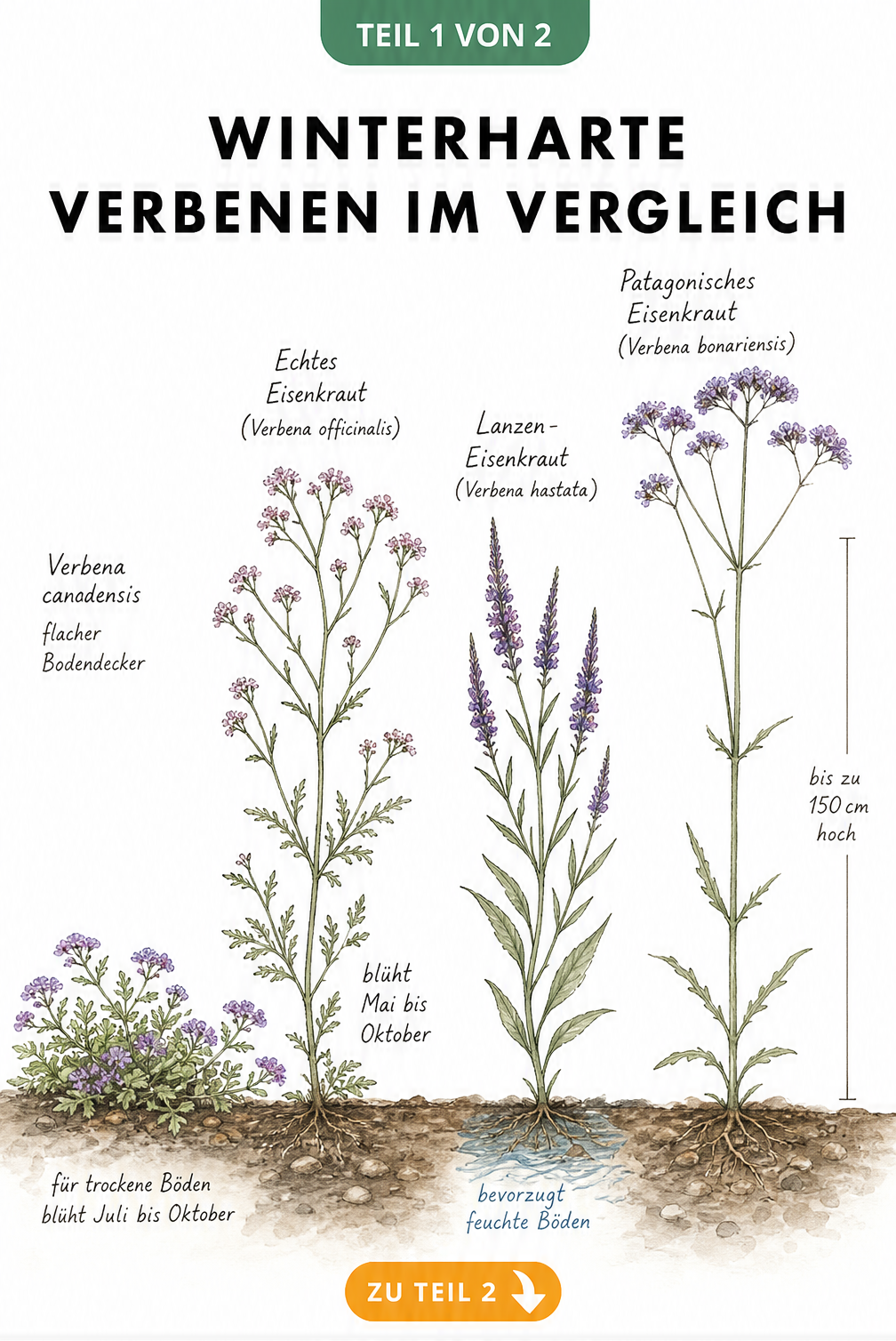 Botanische Illustration von vier winterharten Verbenen-Arten im Größenvergleich mit Blütezeiten und Standortansprüchen
