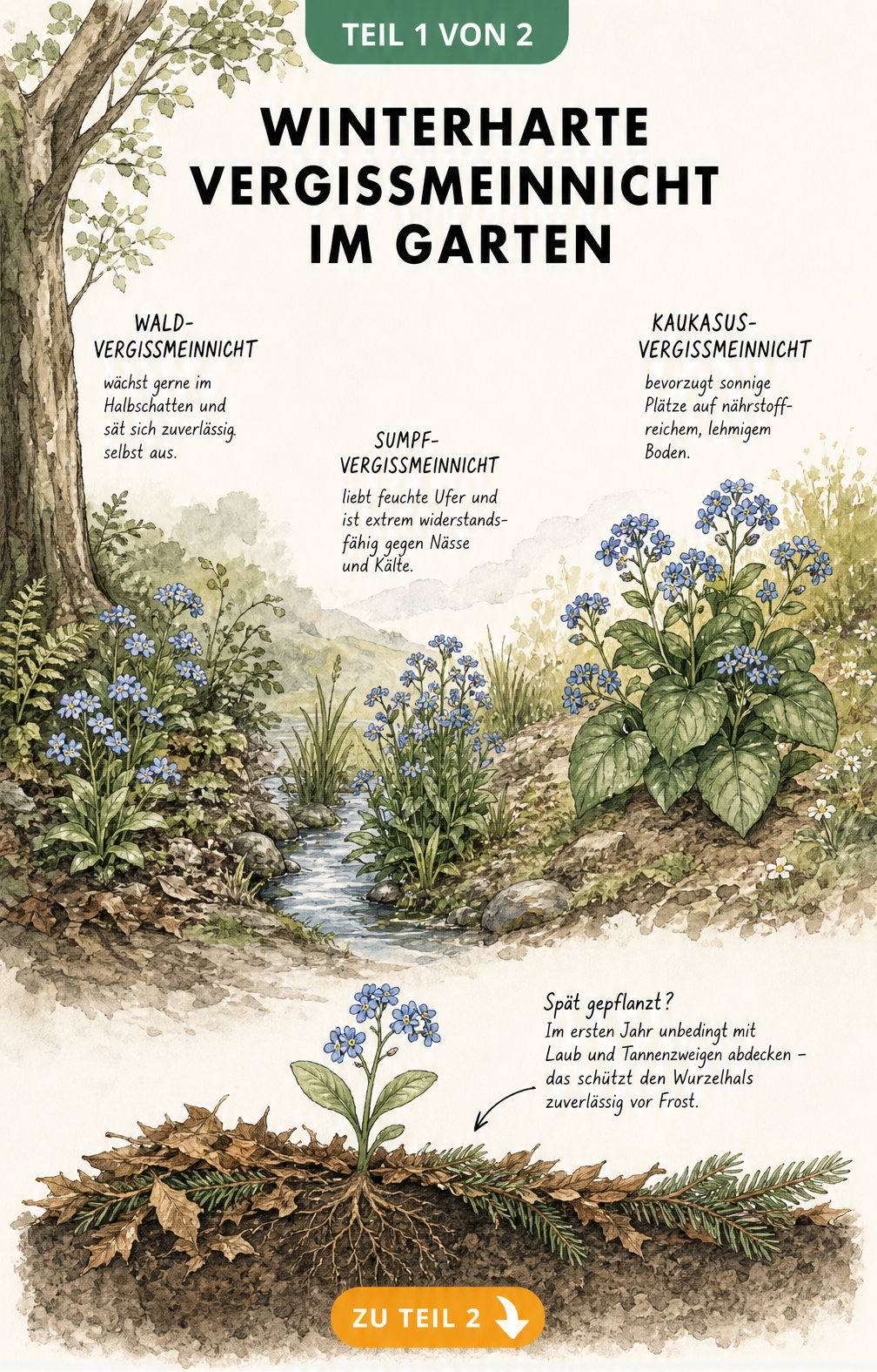 Querschnitt einer Gartenlandschaft mit Wald-Vergissmeinnicht im Schatten, Sumpf-Vergissmeinnicht am Wasser und Kaukasus-Vergissmeinnicht auf Lehmboden sowie...