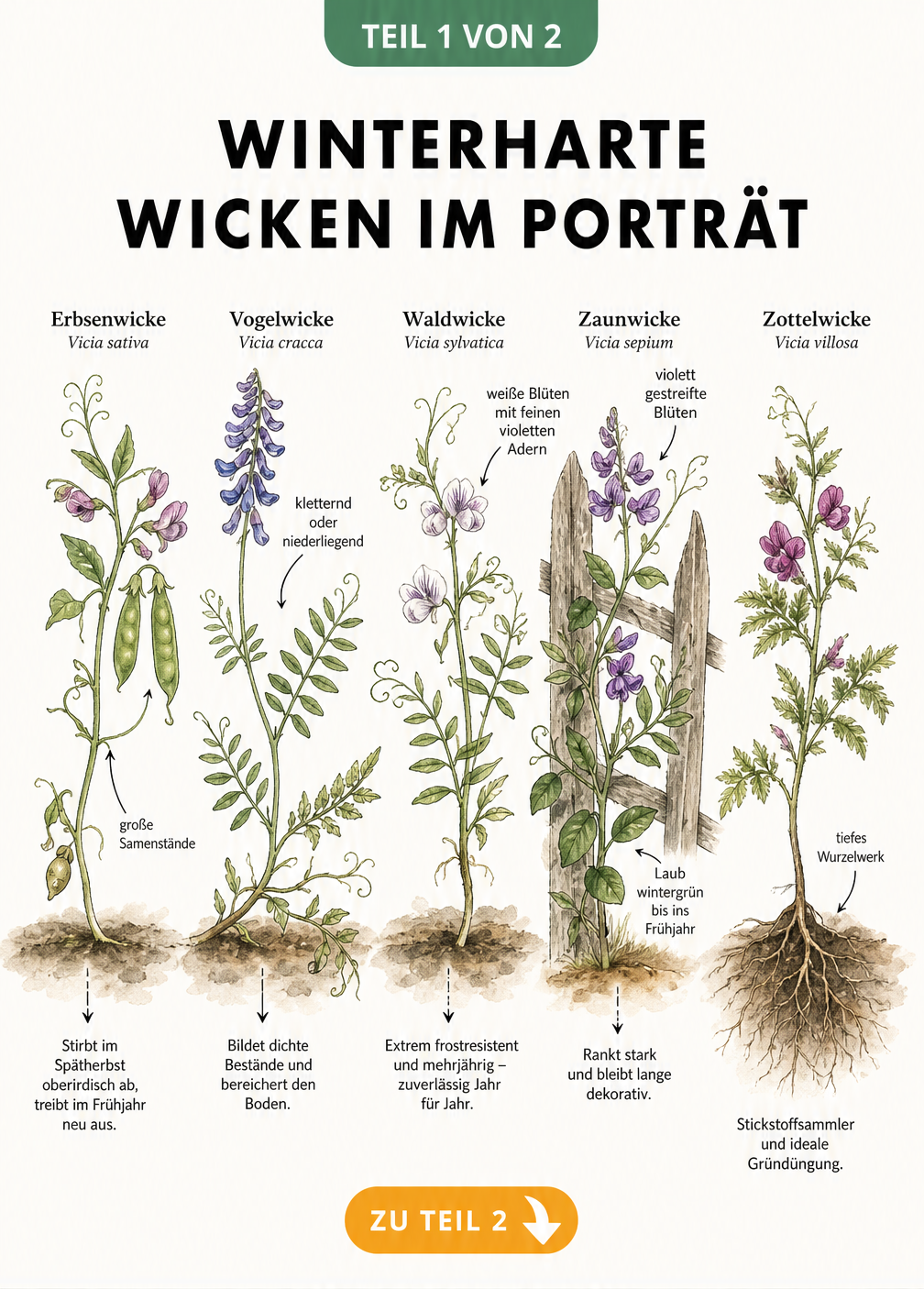 Botanische Illustration von fünf winterharten Wickenarten: Erbsenwicke, Vogelwicke, Waldwicke, Zaunwicke und Zottelwicke mit Blüten und Wuchsformen.