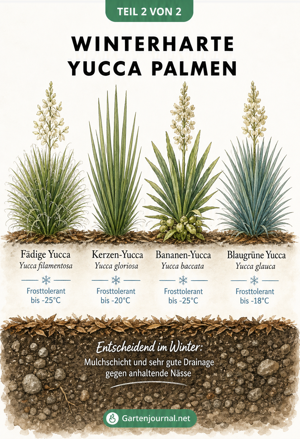 Vergleichstafel von vier winterharten Yucca-Arten im Gartenboden mit Frostgrenzen und Hinweisen zur Drainage