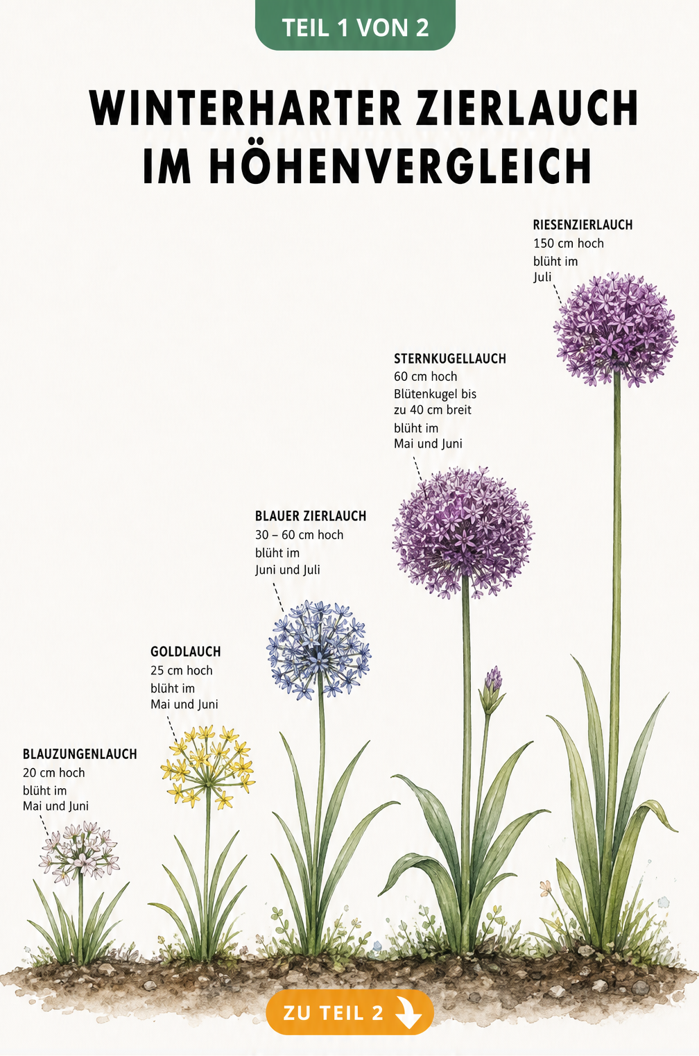 Illustration von fünf winterharten Zierlauch-Sorten im Höhenvergleich, von Blauzungenlauch bis Riesenzierlauch.