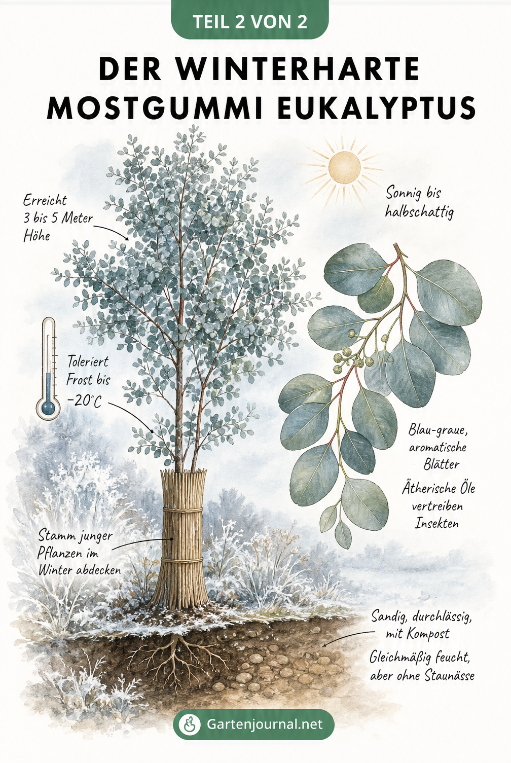 Botanische Zeichnung des winterharten Eucalyptus gunnii 'Azura' mit Frostschutz-Tipps und Standortbedingungen