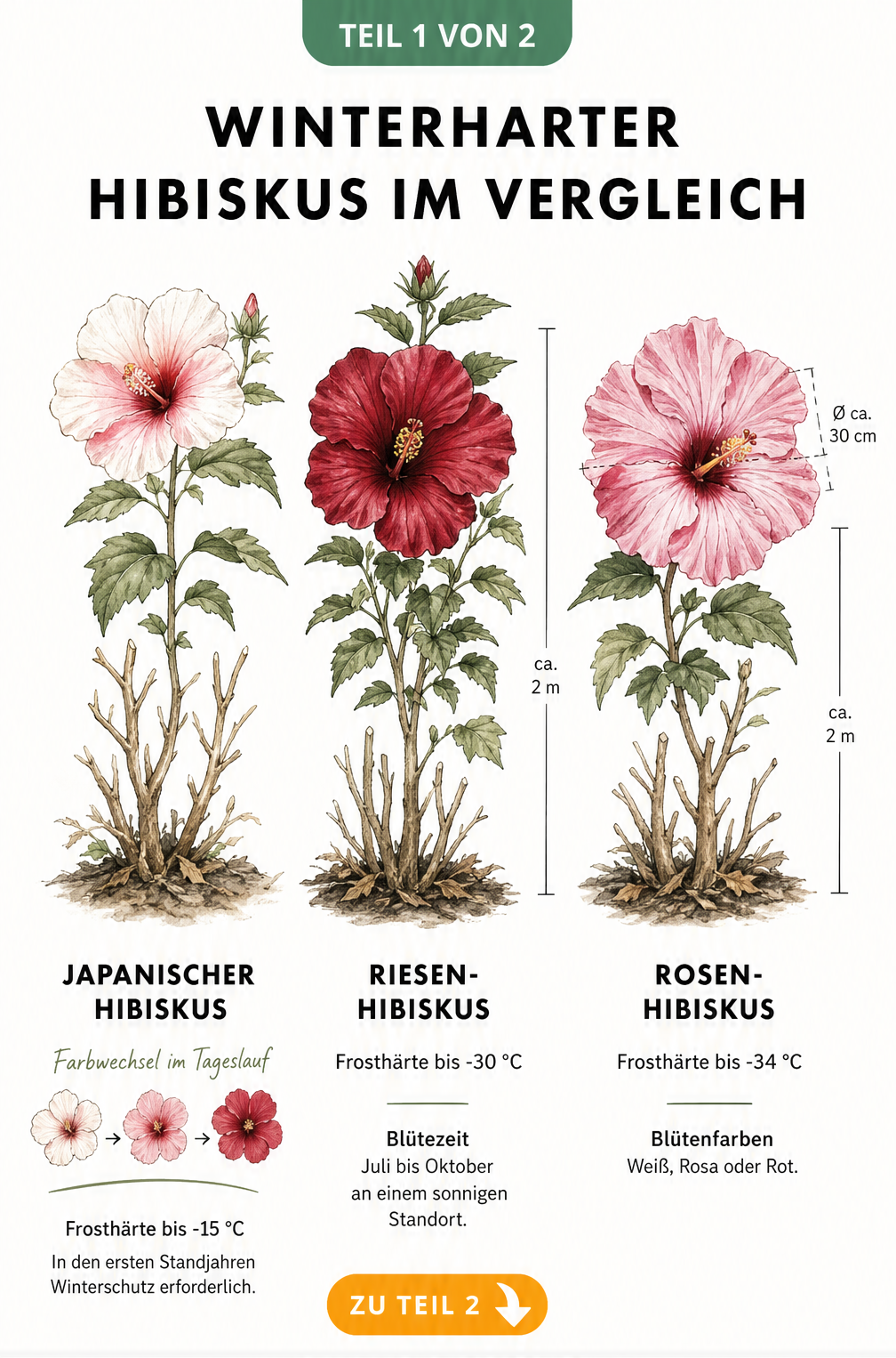 Illustration von drei winterharten Hibiskus-Arten: Japanischer Hibiskus, Riesen-Hibiskus und Rosenhibiskus mit Angaben zu Frosthärte und Wuchshöhe.
