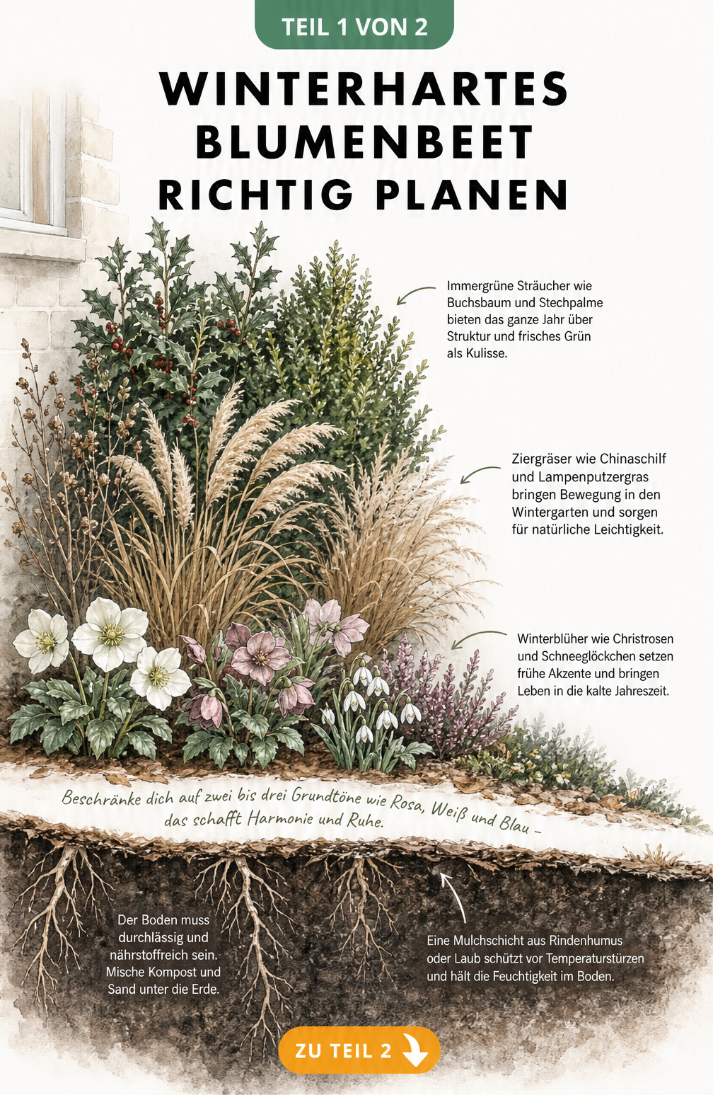 Querschnitt-Illustration eines winterharten Blumenbeets mit immergrünen Sträuchern, Ziergräsern, Winterblühern und Mulchschicht
