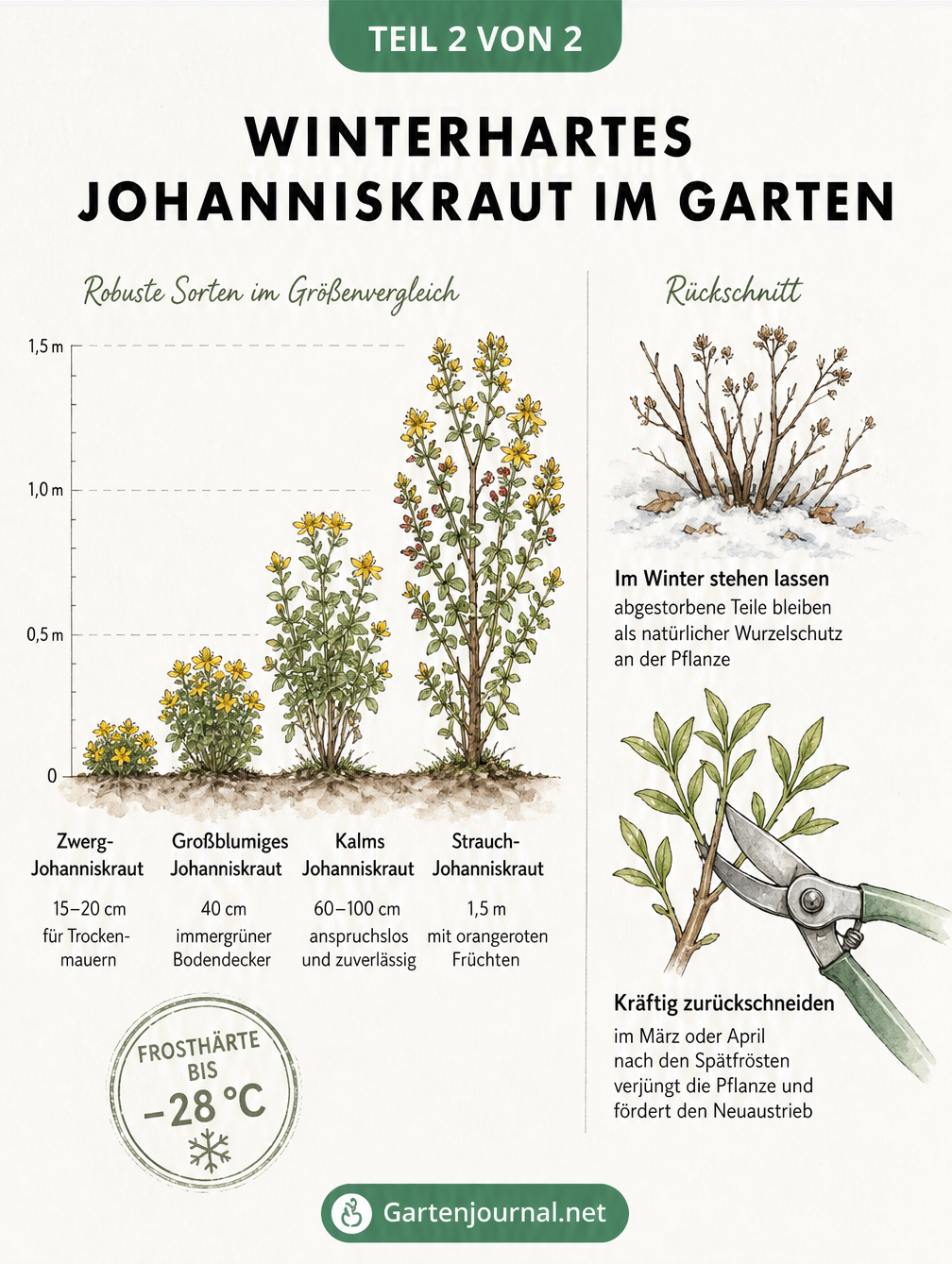 Botanische Übersicht winterharter Johanniskraut-Sorten und Anleitung zum richtigen Rückschnitt im Frühjahr